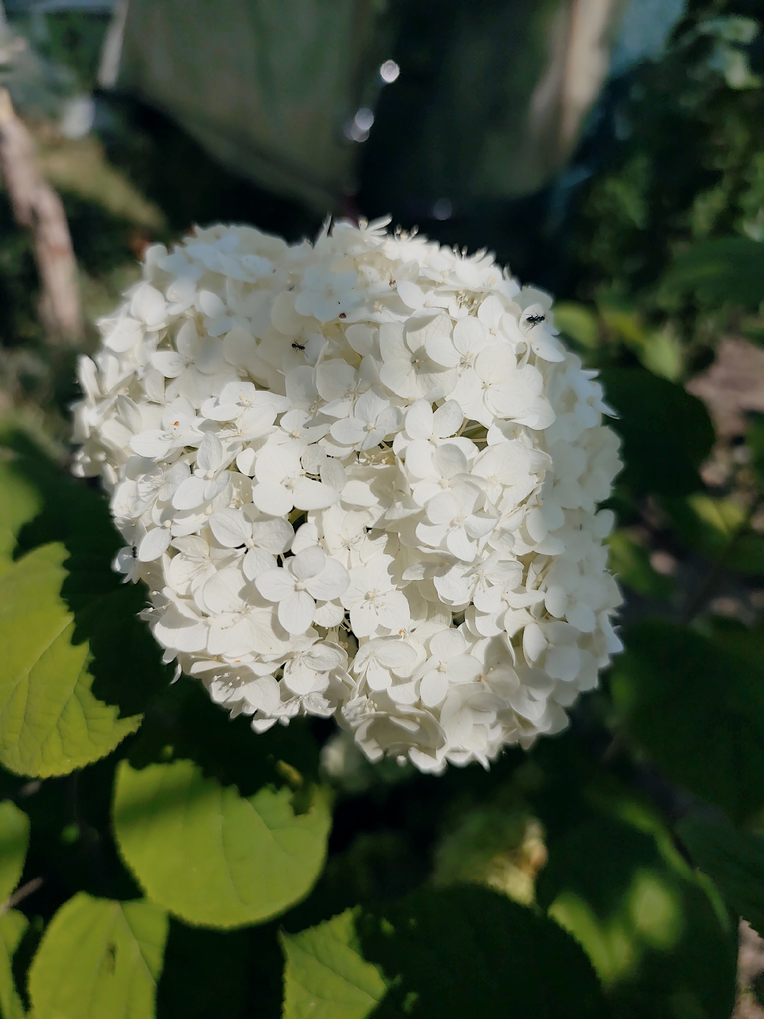 A close-up, slightly angled shot captures a large, spherical cluster of small, white hydrangea flowers. Several tiny black ants are visible crawling on the petals, with at least three discernible. The flower head is surrounded by large, green leaves, some in sharp focus and others blurred in the background. The lighting suggests a bright, sunny day, casting shadows. The overall environment appears to be an outdoor garden setting, possibly in the city of Goyany, Moldova. There are no people present in the image.