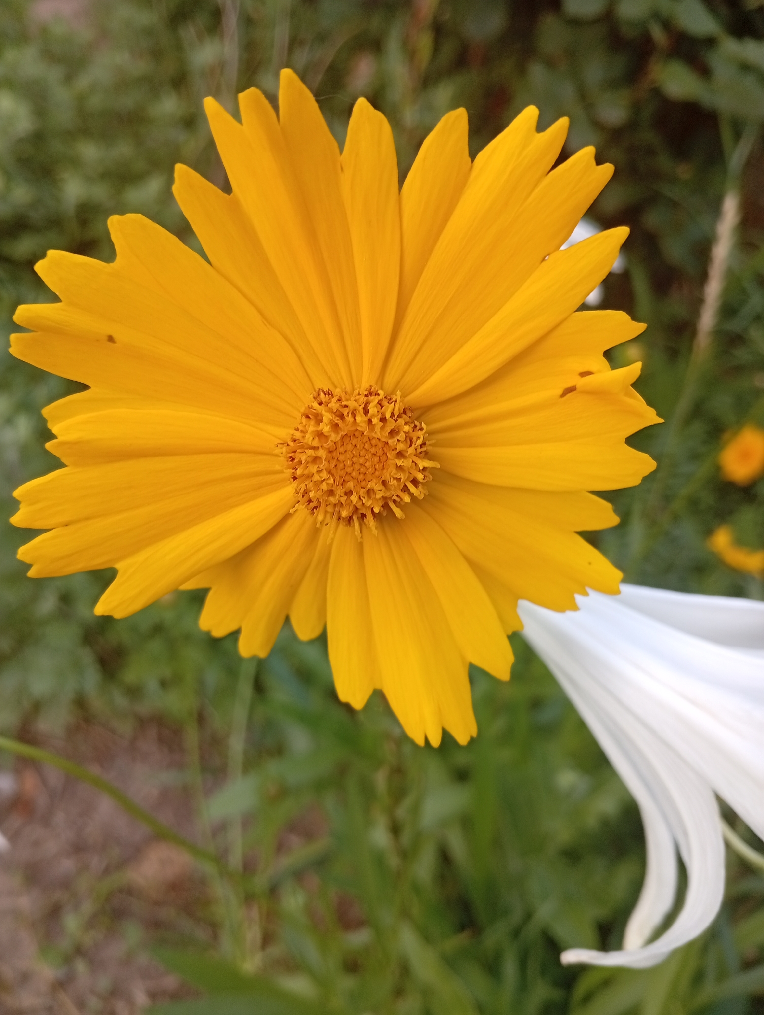 A close-up, low-angle shot focuses on a bright yellow, star-shaped flower with a textured brown center. The flower's petals are elongated and pointed, with a few small dark spots visible on some. The background is a blur of green foliage, with hints of other flowers and objects, possibly in a garden or park setting. A portion of a white flower or petal is visible in the lower right corner, its delicate curves contrasting with the sharp edges of the yellow flower. The lighting suggests it is daytime, possibly late afternoon, with soft shadows. The image is a naturalistic portrayal of a blooming flower, emphasizing its vibrant color and intricate structure. There is no discernible location in Mykolaiv, Ukraine, visible in the image.