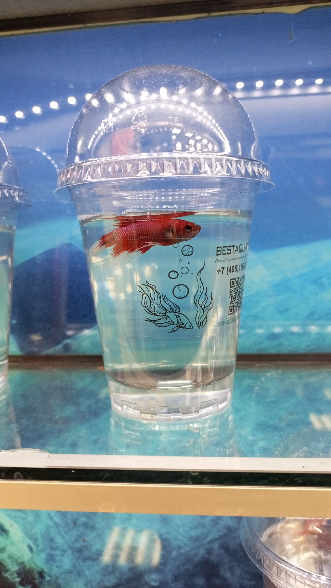 A red Betta fish swims in a clear plastic cup with a domed lid. The cup is labeled with "BESTAQUA" and includes a phone number, QR code, and a drawing of a fish. The cup sits on a reflective surface, likely a shelf in a store. The background is a blue aquarium display. No people are visible. The location may be near the city of Yudino, Russia, based on the phone number.