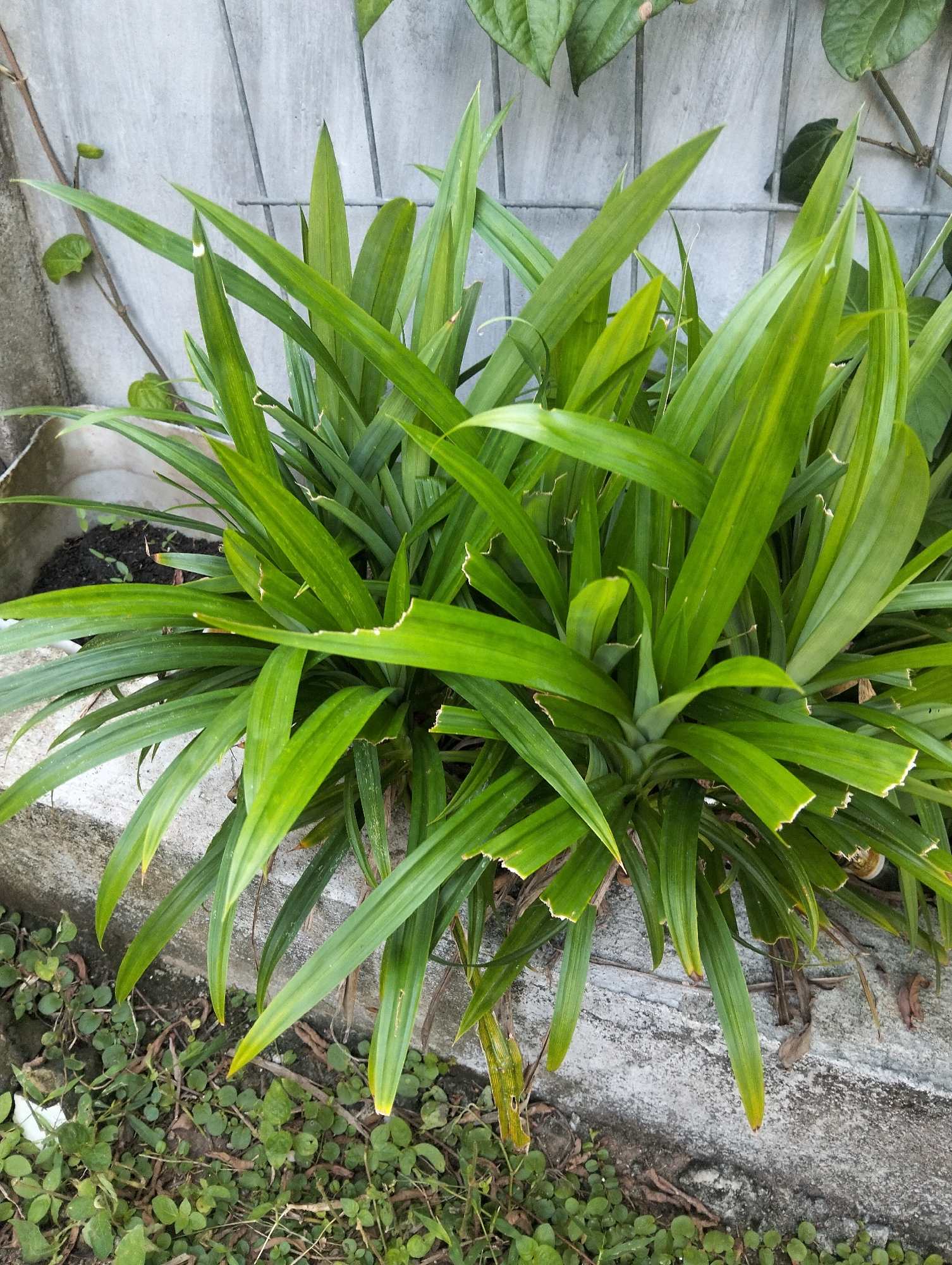 A pandan plant with long, sword-like green leaves grows in a concrete planter outdoors. The plant is bushy and appears healthy, with some leaves showing slight damage along the edges. In the background, a grey concrete wall with a metal grate is visible, and some vines with small green leaves are creeping up the wall. The ground around the planter is covered in dry leaves, twigs, and small green weeds. The lighting suggests it is daytime, possibly overcast. The scene is located in Payagaboh, Indonesia.