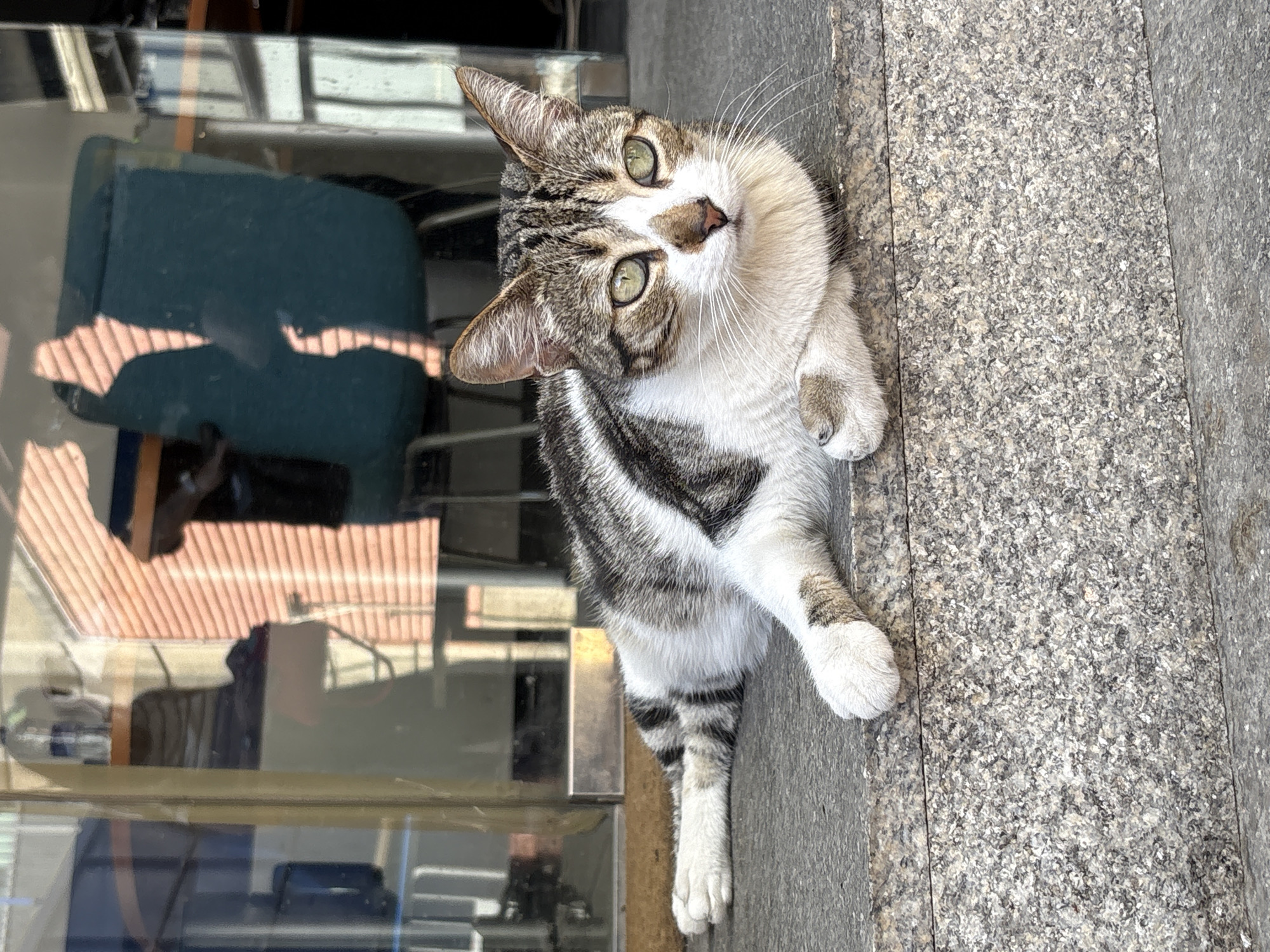 A medium-shot photograph shows a tabby cat with white markings on its face, paws, and chest, lying on a gray stone surface outside a glass-fronted building. The cat is looking directly at the camera, with a slight head tilt and alert expression. The building's interior is visible through the glass, revealing a blue office chair and other indistinct objects. Light is reflecting off the glass surface, creating a busy visual texture. The photograph's orientation suggests it was taken at an angle, either intentionally or due to camera positioning. The location, Barcelona, Spain, is not visually ascertainable from the image itself.