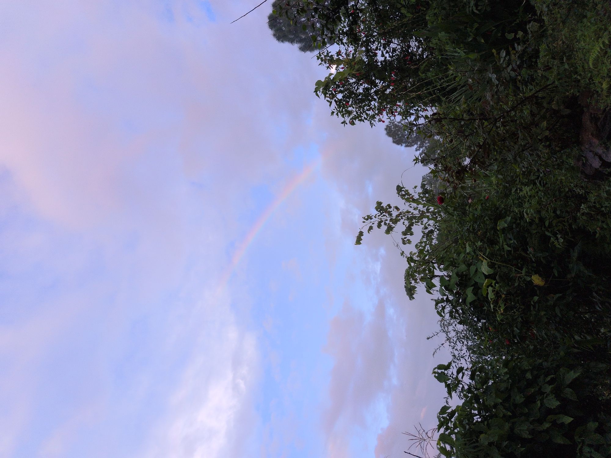 The image depicts a view of the sky with a faint rainbow arching across it, set against a backdrop of dense vegetation. The sky is a pale blue with soft, diffused clouds, suggesting it might be after a rain shower or during twilight. A hint of pink and yellow is visible within the rainbow's arc. In the foreground, a variety of plants and trees are densely packed, with dark green leaves and some red flowers or berries visible on a bush towards the right. The lighting is subdued, giving the scene a somewhat moody atmosphere. The overall impression is of a natural, overgrown landscape. This scene is located in the city of Kapurkot, Nepal.