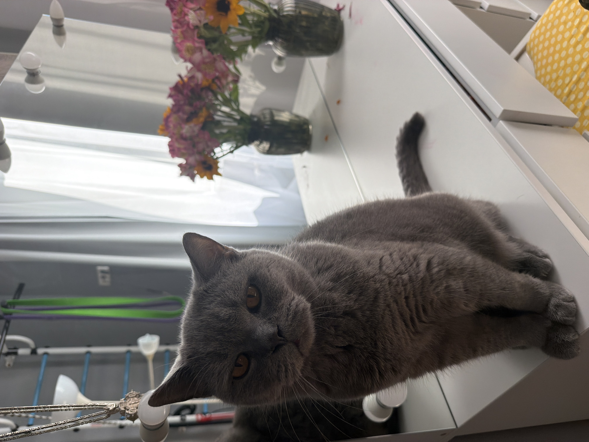 A gray British Shorthair cat is positioned centrally on a white vanity table in an indoor residential setting within the city of Sochi, Russia. The cat exhibits solid gray fur and amber-orange eyes directed towards the camera, maintaining a neutral expression. Directly behind the cat, a large mirror reflects the room, prominently displaying two symmetrical glass vases, each containing a mixed bouquet of yellow sunflowers and pink alstroemeria or similar flowers. The reflection also shows light-colored window curtains, indicating natural light. The vanity table features multiple exposed bulb light fixtures along its top edge, characteristic of a dressing mirror. To the left of the frame and outside the mirror's reflection, a wall-mounted exercise pull-up bar is visible, from which hang green and purple resistance bands, as well as metallic chain-like decorative or functional items.