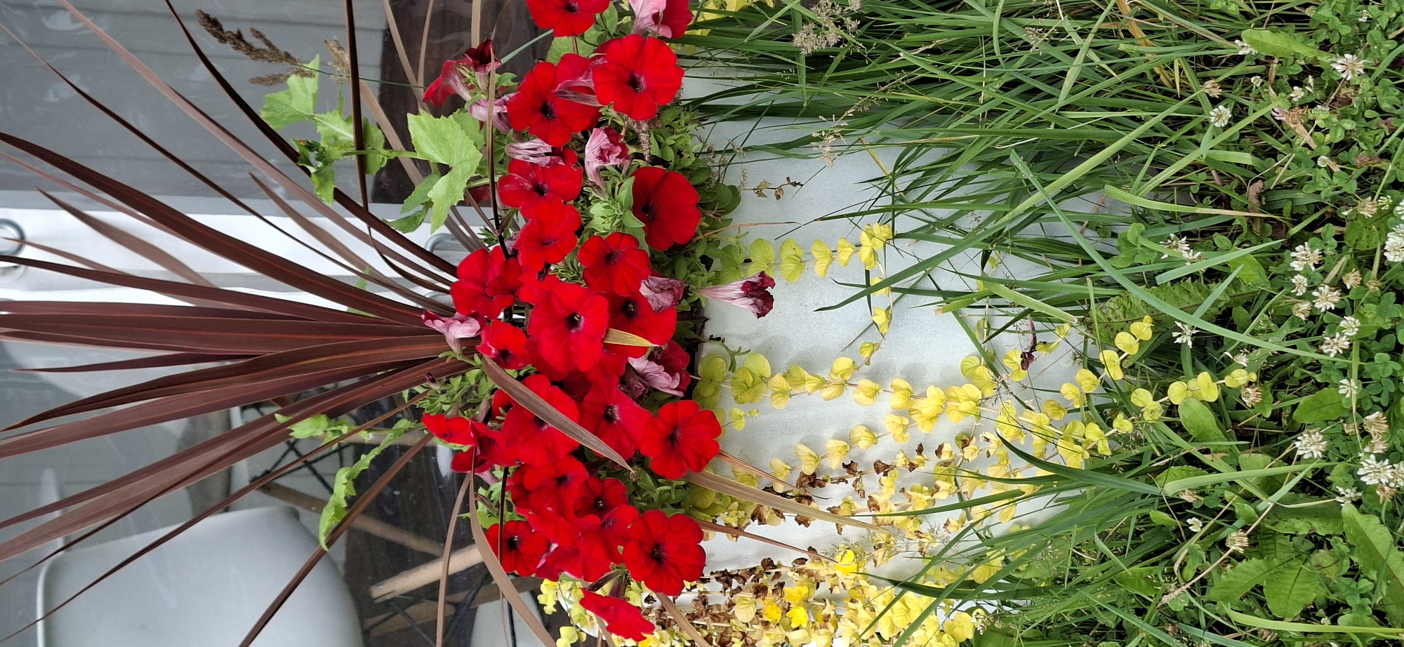 The image depicts a planter filled with vibrant red petunias and trailing yellow plants, set against a pale gray cylindrical container. The planter is surrounded by lush green grass and clover with small white flowers at its base. In the background, a stark white chair with wooden legs is partially visible through what appears to be a window or glass door, suggesting an indoor or semi-outdoor setting. The overall scene conveys a sense of urban gardening, potentially on a balcony or patio in Tallinn, Estonia.