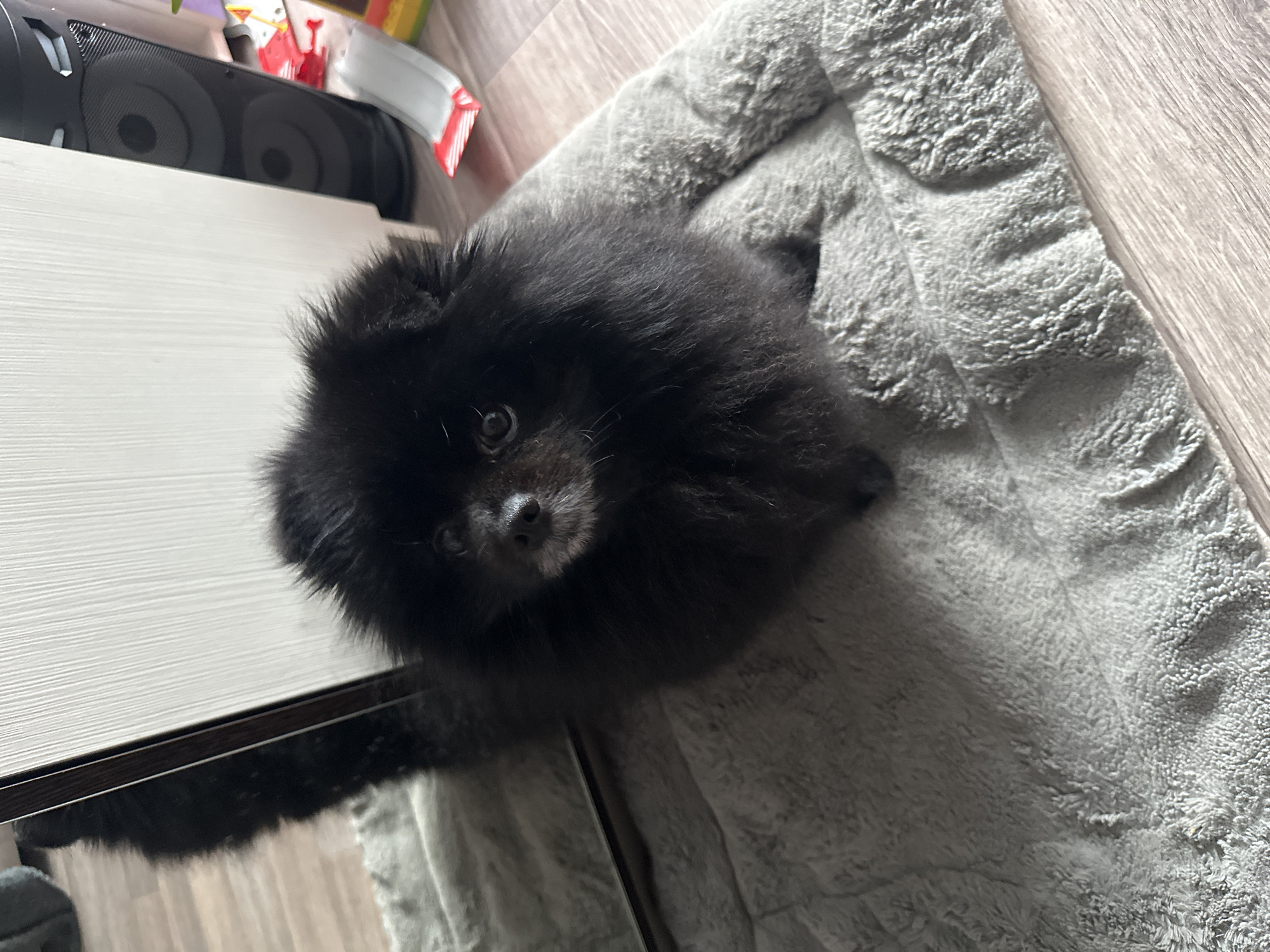 A black Pomeranian dog is sitting on a gray fluffy dog bed. The dog is facing the camera with its head slightly tilted. The dog bed is on a light-colored wooden floor. To the left of the dog is a reflection of the dog and its bed in what appears to be a mirror or a reflective surface. Behind the dog, to the right, is a portion of a white cabinet and a black speaker. In the background, there are some colorful objects on the floor, possibly toys or packaging. The scene appears to be indoors, likely in a residential setting in Petropavl, Kazakhstan.