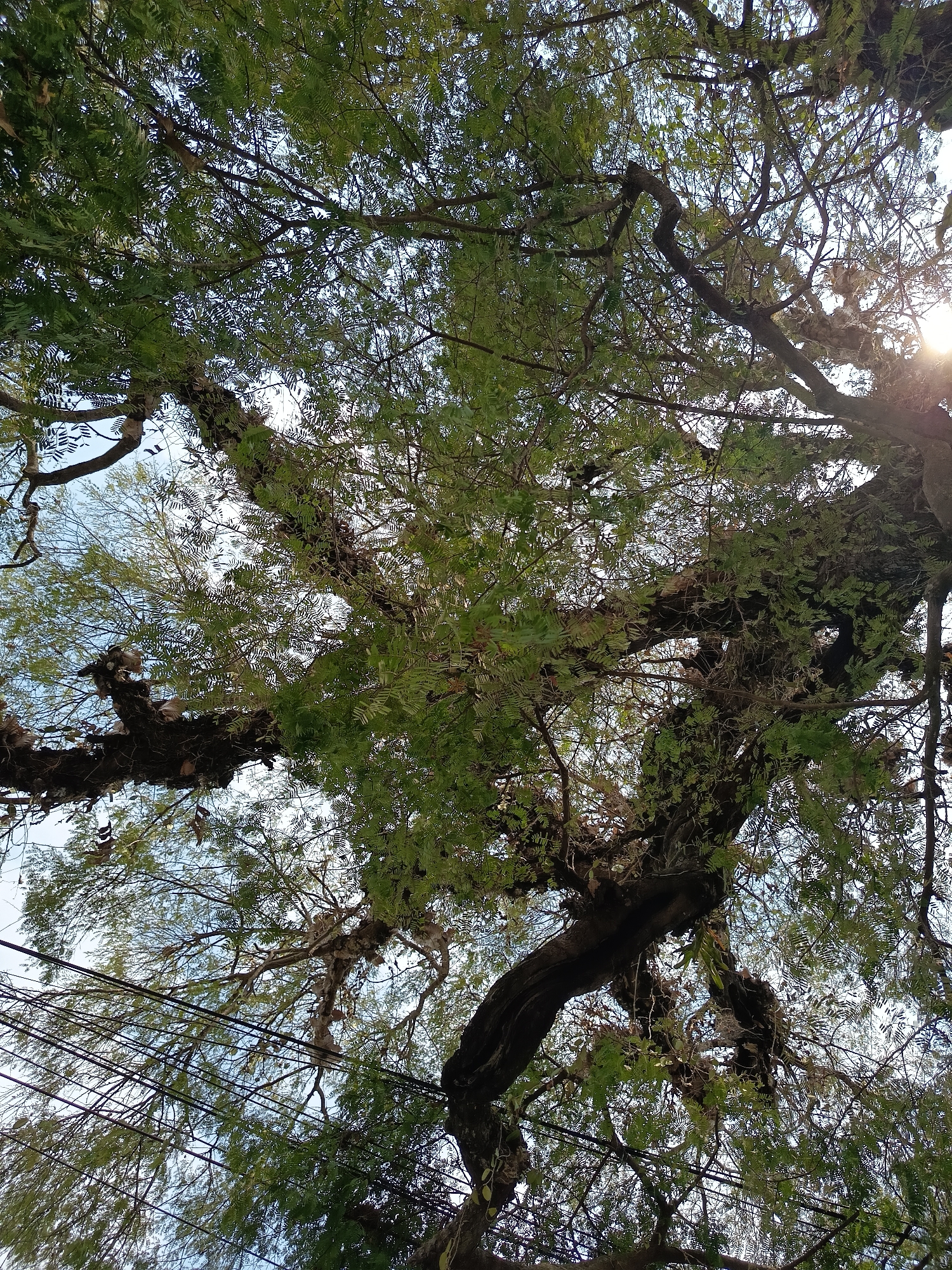 The image is a low-angle shot looking up at the canopy of a large tree in Lalung, Indonesia. The tree's branches are thick and gnarled, with dense green foliage. Some of the branches are covered in moss or epiphytes. Sunlight filters through the leaves, creating bright spots and dappled shadows. Several power lines are visible crisscrossing the frame, suggesting an urban or suburban setting. The sky is visible through the gaps in the leaves, appearing light blue and overcast. There are no people or animals visible in the image. The overall impression is one of dense, natural growth in a potentially developed area.