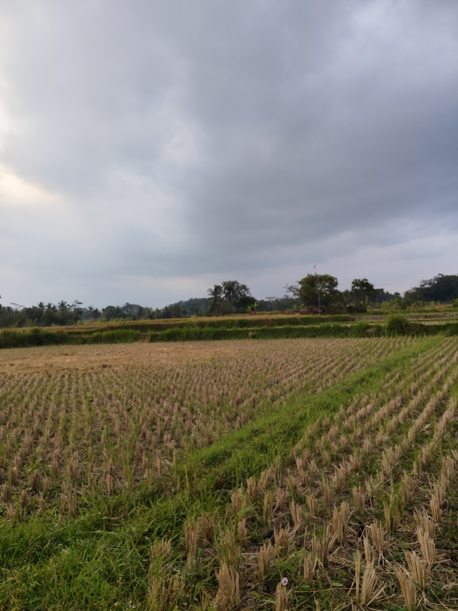 The image shows a harvested rice field in Tasikmalaya, Indonesia, under a cloudy sky. The foreground is dominated by rows of stubble from the harvested rice, with patches of green grass growing in between. In the middle ground, terraced fields are visible, with some areas appearing dry and golden, and others covered in lush green vegetation. The background features a line of trees and rolling hills, with a few scattered buildings and structures. The overall atmosphere is one of rural tranquility.