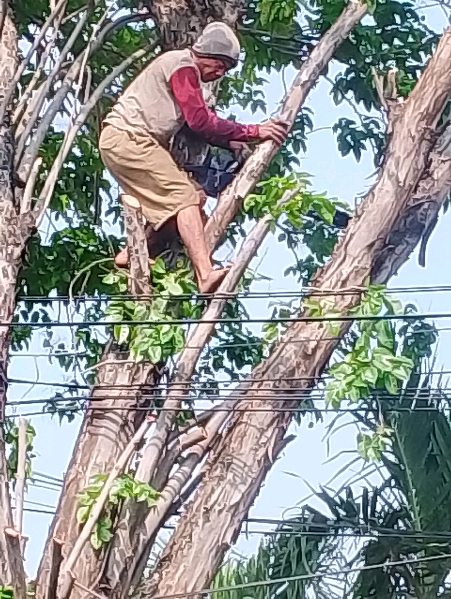 A person is shown in the middle of pruning a large tree, positioned on a branch. The individual is wearing a light-colored cap, a long-sleeved shirt with maroon sleeves, and light brown shorts. Their right hand is gripping a branch, while their left hand appears to be holding a tool or is also engaged with the tree. The person is barefoot. The tree has thick, textured bark and several branches, some of which have been cut. Green leaves are scattered throughout the branches. In the background, power lines run horizontally across the frame, and a light blue sky is visible. The scene appears to be set in an urban or semi-urban environment in Probolinggo, Indonesia, suggested by the presence of the power lines and the type of tree.
