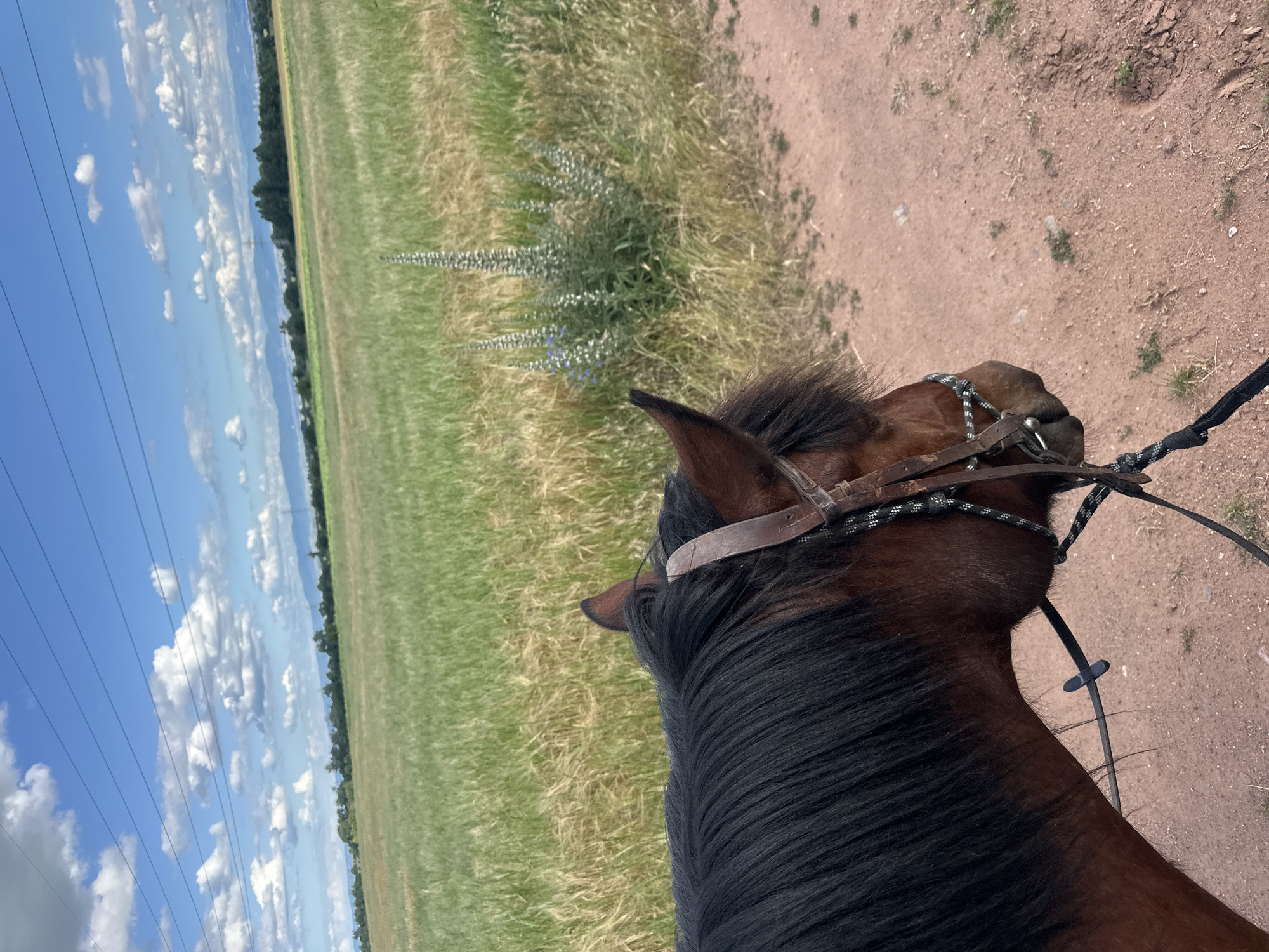 The image shows the head and neck of a brown horse with a black mane and bridle, viewed from the perspective of the rider. The horse is on a dirt path, with a large, grassy field stretching out behind it. In the distance, there are trees and mountains under a blue sky with scattered white clouds. The scene is set in the city of Voynegovtsi, Bulgaria.