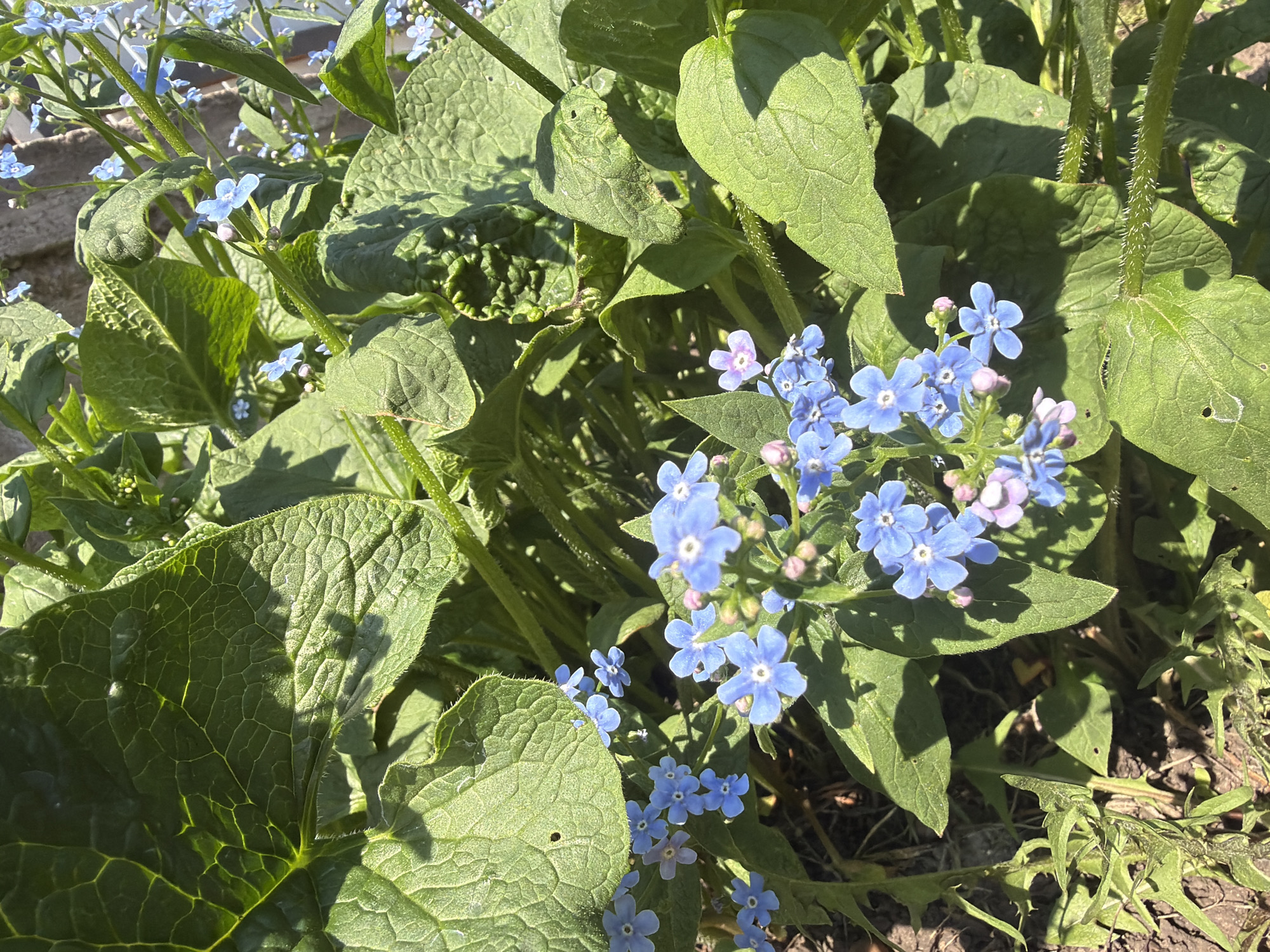 The image shows a cluster of plants with green leaves and small blue flowers. The plants are located outdoors, likely in a garden or natural setting. The leaves are large and textured, while the flowers are small and delicate. The location is given as Большая Шильна, Russia.