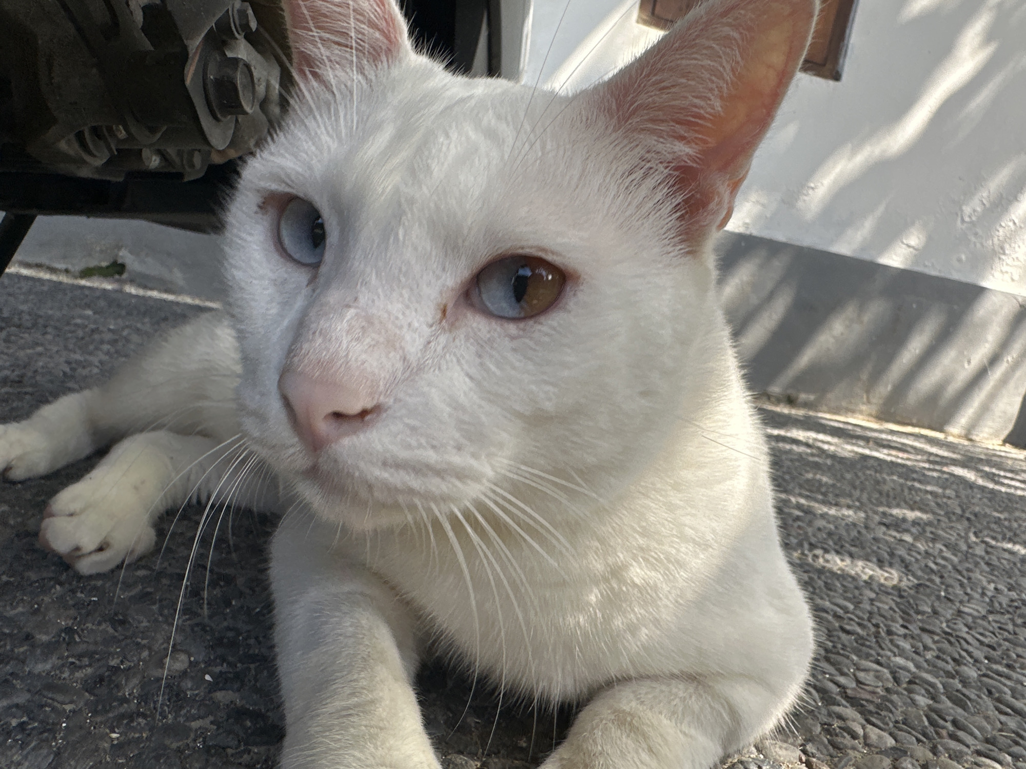 An all-white cat with heterochromia, one blue eye and one brown and blue eye, is lying on a pebble-strewn ground outdoors. The cat's face is slightly turned towards the viewer, with its pink nose and long white whiskers prominent. Part of a dark, metallic object, possibly a vehicle, is visible on the left side of the frame. The background consists of a white wall with shadows cast by light filtering through foliage, suggesting an outdoor setting in a location like Sukawati, Indonesia, where such scenes are common in residential or public areas. The lighting indicates it is daytime, with bright sunlight illuminating the cat and its surroundings.