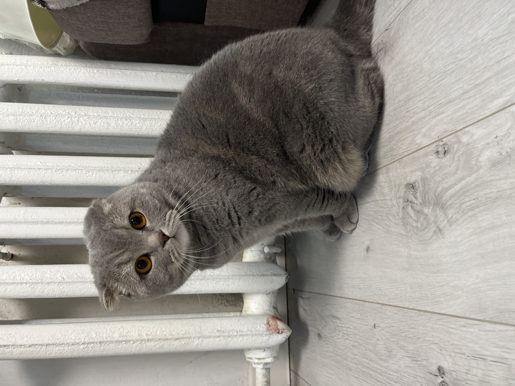 A gray Scottish Fold cat with amber eyes sits on a white wooden floor, leaning against a white radiator. The radiator has a red mark on one of the pipes. A piece of furniture covered with gray cloth is visible in the upper left corner of the image. The photo appears to be taken indoors. There is no indication that the photo was taken in Chaikovsky, Russia.