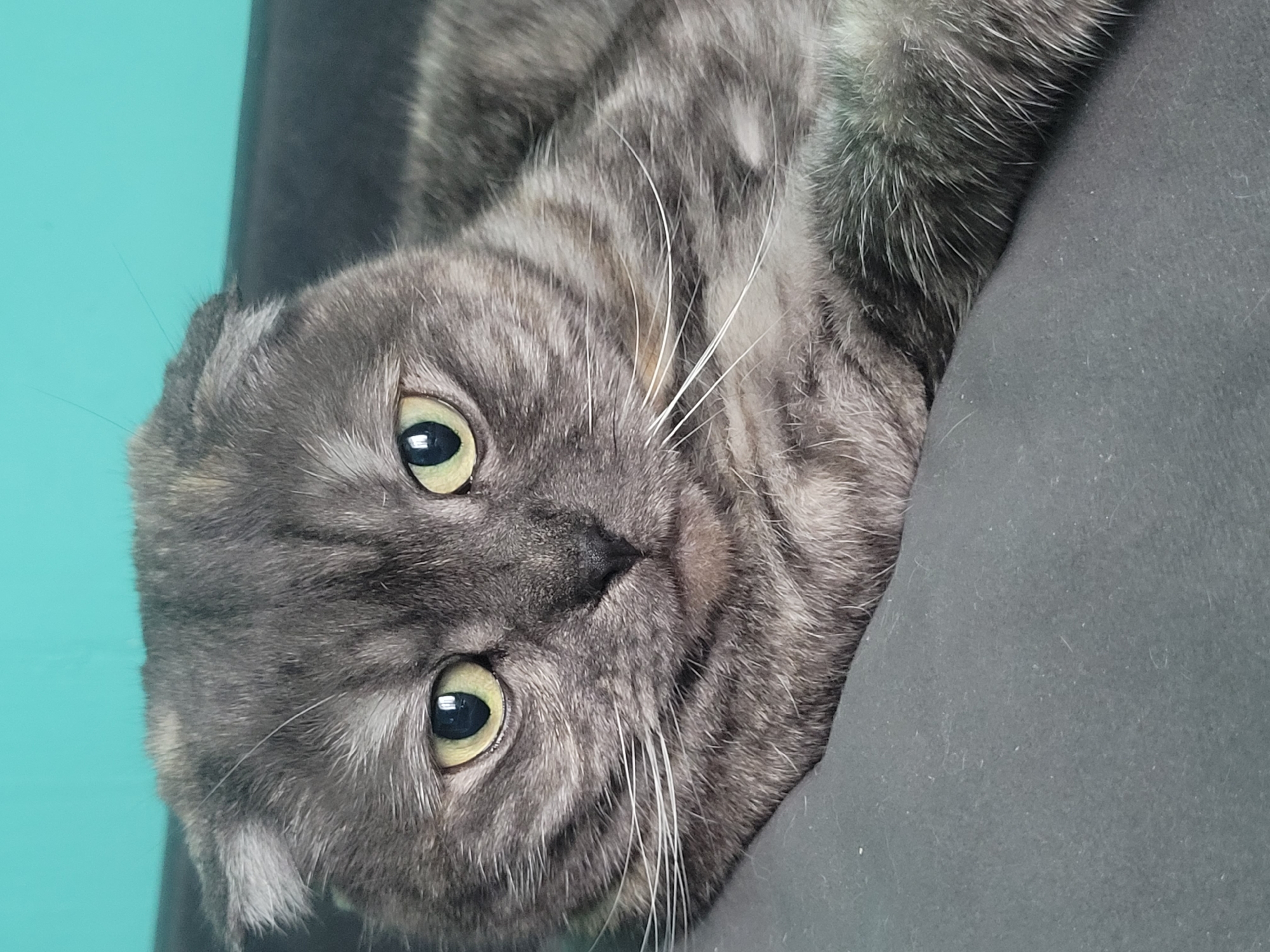 A close-up shot shows a gray Scottish Fold cat lying on a dark gray, possibly suede-like, surface. The cat's head is tilted to the side, so its eyes are visible. The cat has yellow eyes with dilated pupils. Its fur is a mix of gray shades, with stripes visible on its forehead and cheeks. Long, white whiskers protrude from its face. A small portion of a turquoise wall is visible in the background. The location is not possible to determine from the image.