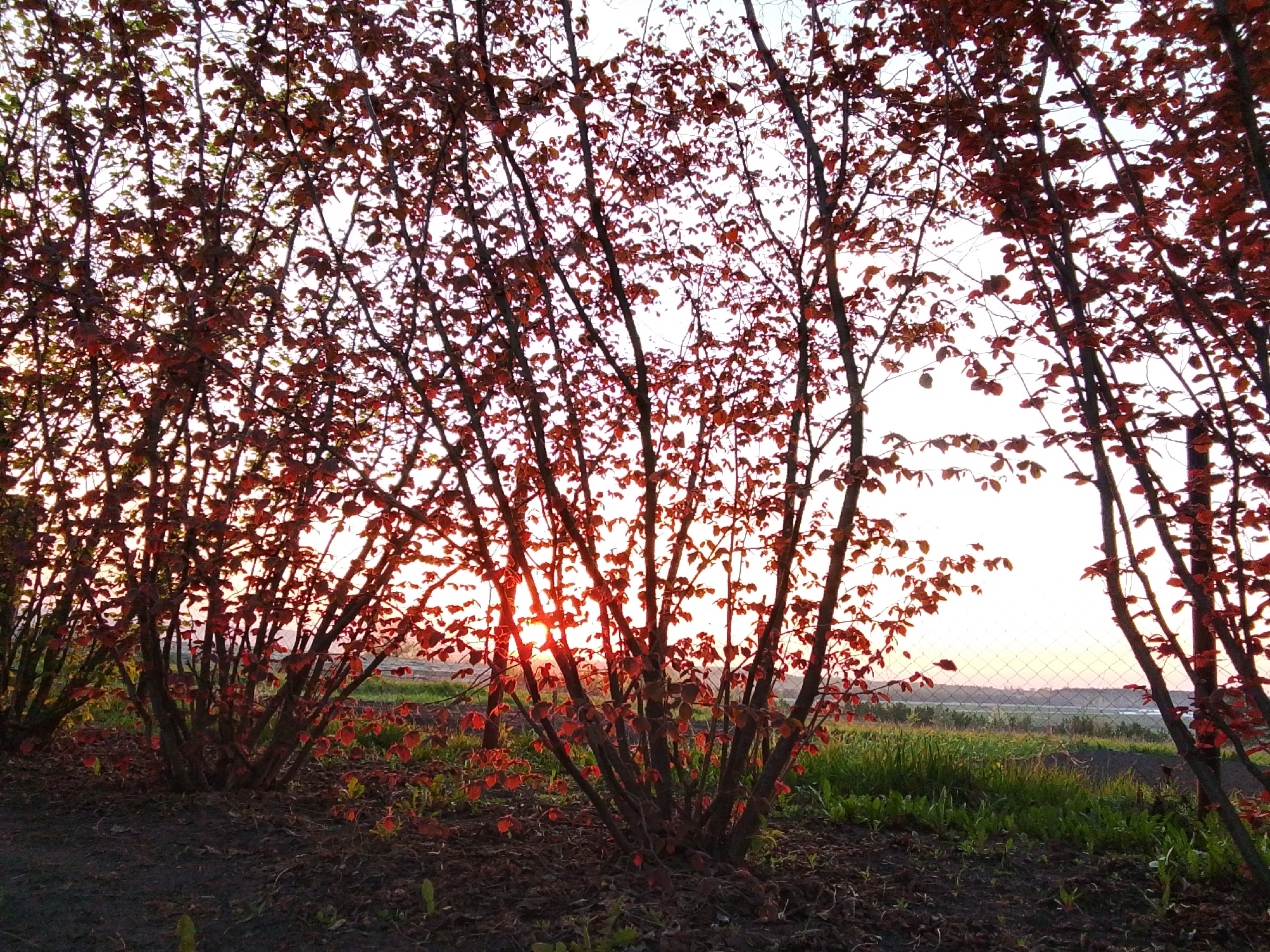 The image depicts a row of small trees with reddish-brown leaves silhouetted against a bright, sunlit sky, possibly at sunrise or sunset. The trees are planted in dark soil with some green vegetation growing around them. A wire fence is visible in the background, beyond which lies a field. The location is identified as Khlevnoye, Russia. There are no people visible in the image. The scene is a landscape.
