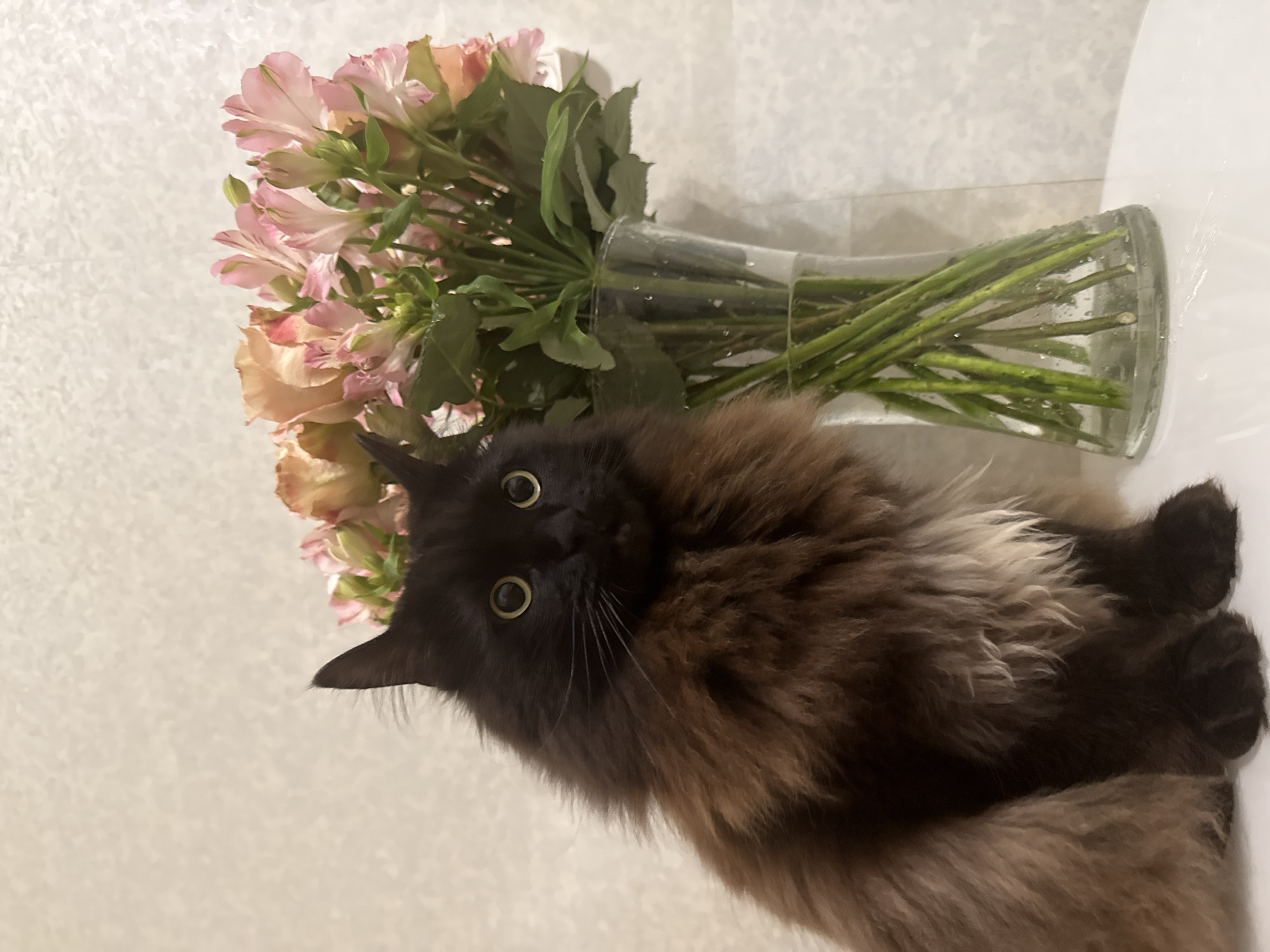 The image displays an indoor scene featuring a long-haired domestic cat and a floral arrangement. The specific geographical location of the scene, including its presence in Saint Petersburg, Russia, cannot be determined from the visual information provided.
On the left, a cat is seated upright on a white, flat surface. Its fur is predominantly black, transitioning to shades of dark brown, lighter brown, and cream-white, particularly on its chest, belly, and legs. The cat possesses large, round, golden-yellow eyes with dilated black pupils, directed straight forward. Its pointed ears are black, and prominent light-colored whiskers extend from its muzzle.
To the right of the cat, a bouquet of flowers is arranged in a clear glass vase. The flowers consist primarily of light pink alstroemeria (Peruvian lilies), mixed with some larger, peachy-orange blossoms. The stems and leaves are green, and the vase contains water, with visible water droplets on its exterior surface.
The background consists of a light beige or off-white wall exhibiting a subtle, irregular vertical texture, suggestive of wallpaper or a painted finish. The lighting is soft and even throughout the scene.