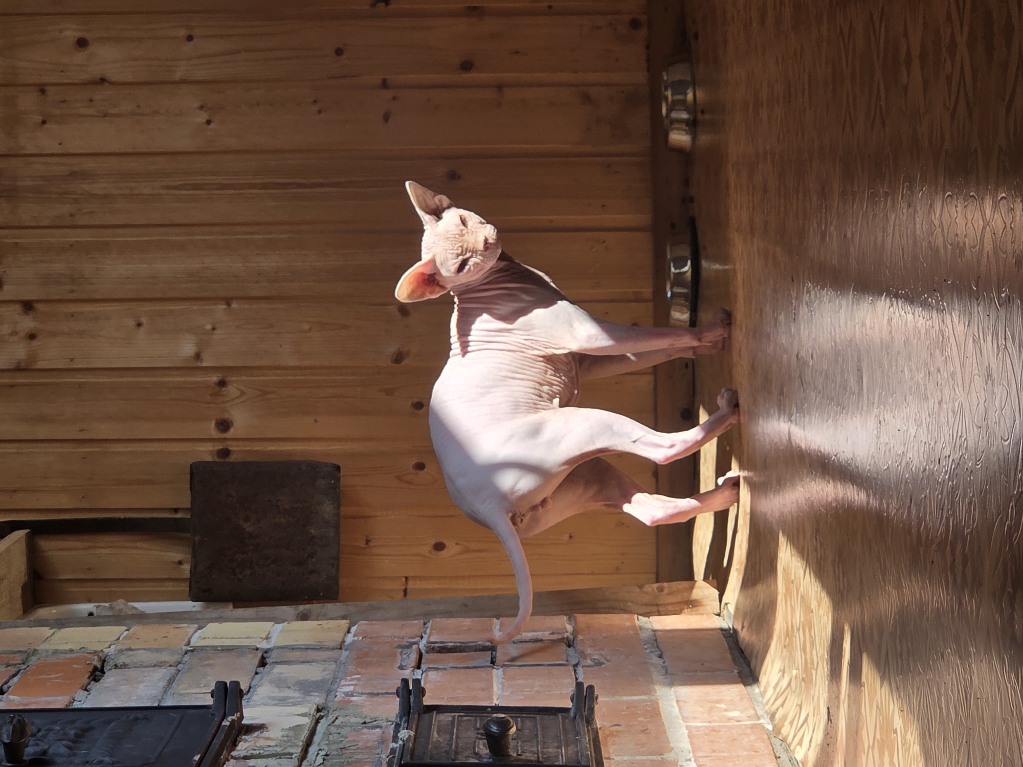 A Sphynx cat is stretching and balancing on a wall. The cat is light pink and appears to be leaning against a wooden wall with its front paws. Its hind legs are extended, and its tail is curved. The cat's pose suggests it is either playing or practicing its agility.
The scene is indoors, with wooden paneling on the walls and a tiled floor. The sunlight is streaming in from the left, casting long shadows across the floor and the wall. The light creates a warm, dappled effect on the cat's skin and the wooden surfaces. The time of day appears to be morning, given the strong directional sunlight.
There are several objects visible in the scene. On the floor, there are some brick-like tiles and what appears to be part of a fireplace or stove. To the left of the cat, there is a dark, square object leaning against the wall, possibly a brick or stone. The wooden wall has some metallic fixtures attached to it, which appear to be lights or hooks.
The overall mood of the image is playful and energetic, driven by the cat's dynamic pose and the bright sunlight. The setting feels rustic and possibly domestic, given the presence of the fireplace and wooden interior. There is no visible text in the image.