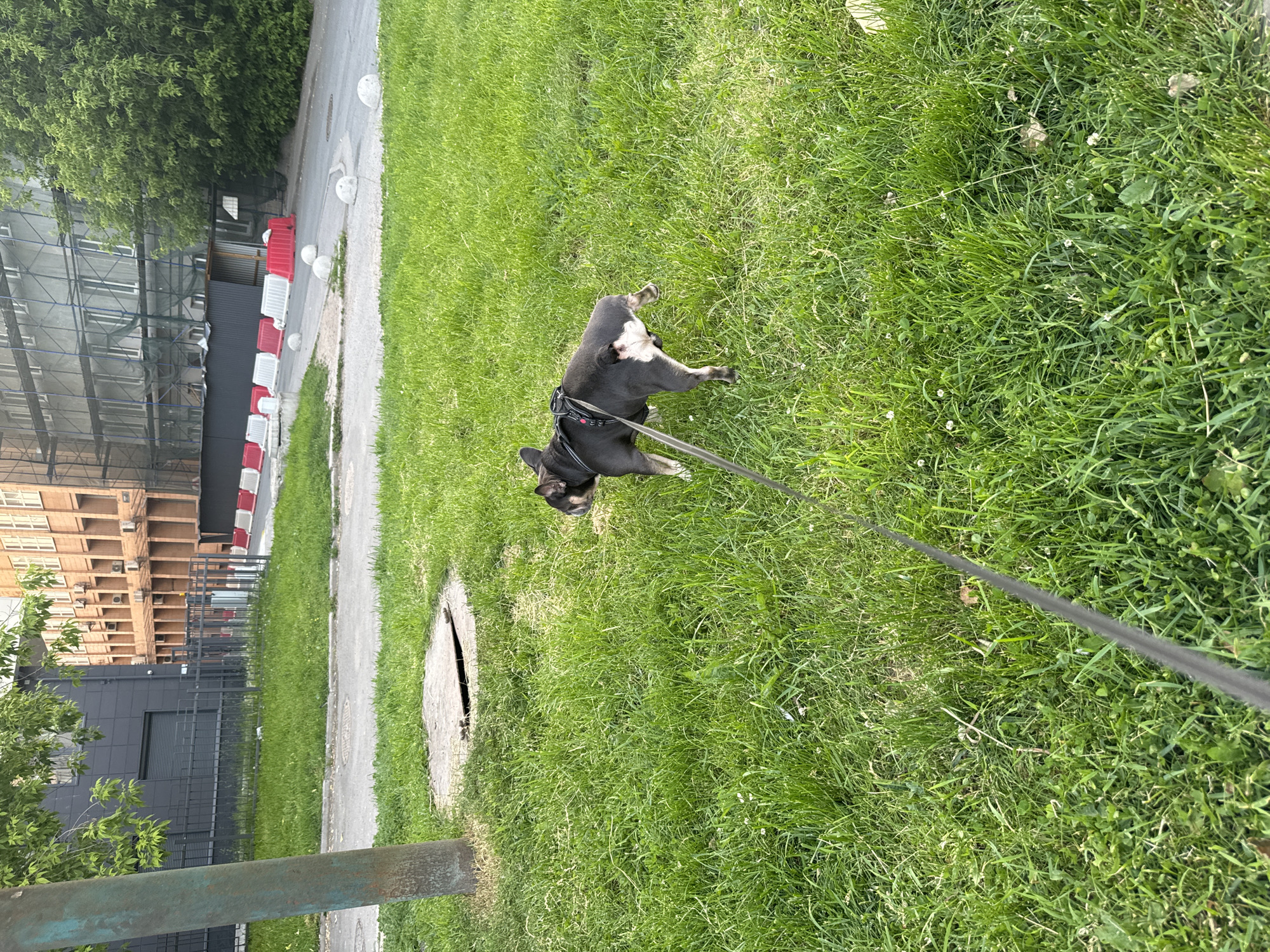 A French bulldog, dark gray with white markings on its chest and hind legs, stands on a leash on a bright green grassy lawn. The dog is facing away from the camera, its tail raised slightly. A black leash extends forward and out of frame, presumably held by an unseen handler. Behind the dog, a slightly disturbed manhole cover sits on the grass. Further in the background, a grey pole is visible to the left, and a road is partially visible with white and red plastic barriers and white concrete bollards. Buildings under construction with scaffolding are visible in the far background, with trees and foliage interspersed. The scene appears to be in an urban park or green space in Saint Petersburg, Russia, given the architecture and construction elements.