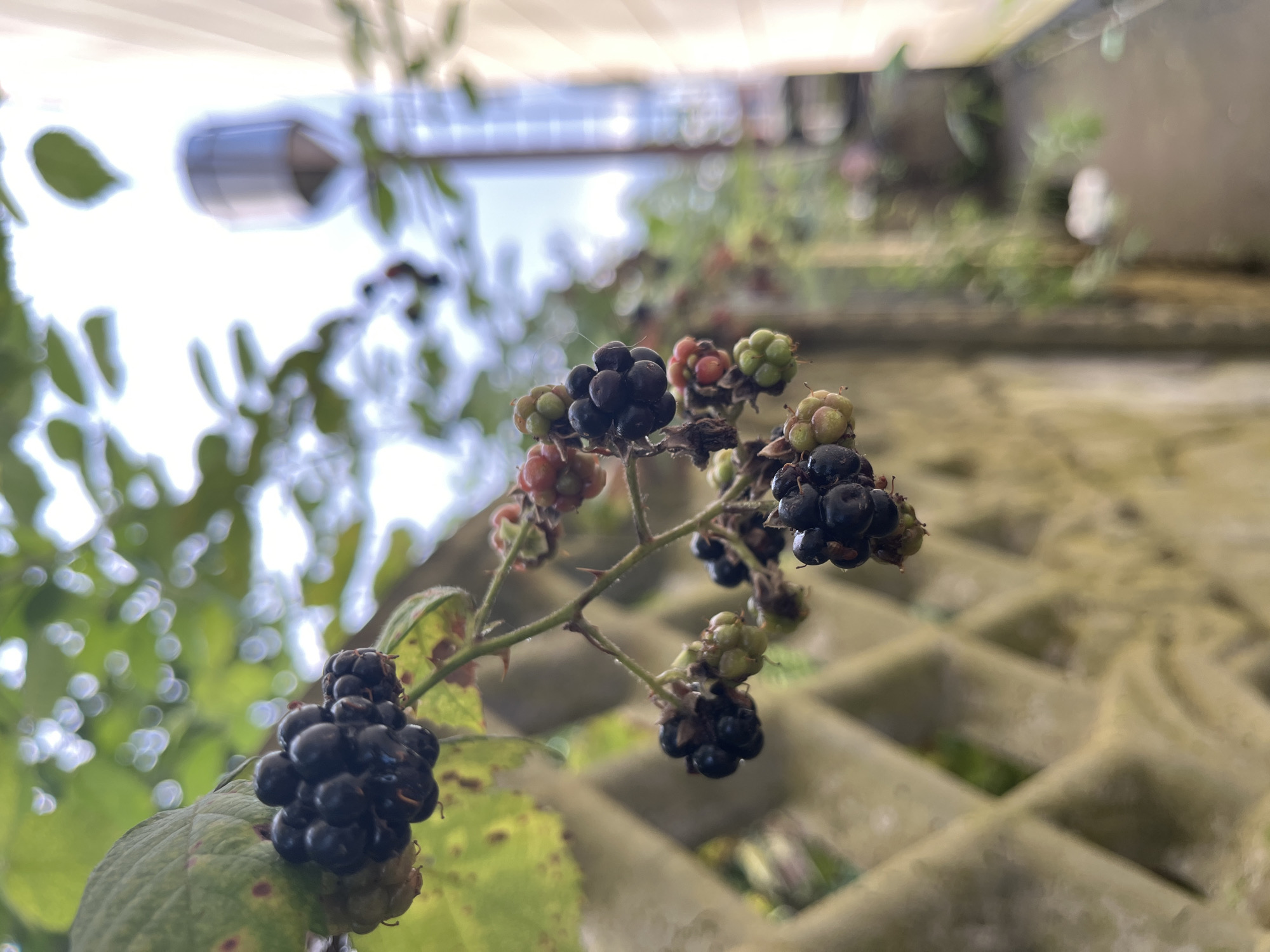The image depicts a close-up view of a cluster of ripe blackberries growing on a vine. The blackberries are a deep, glossy black, with some still showing hints of red and green, indicating varying stages of ripeness. They are clustered together on a thorny stem with green leaves. The background is softly blurred, showing green foliage, a diamond-patterned fence, and a section of a light-colored building with a metallic vent or pipe. The sky is visible in the upper right portion of the image. The scene suggests a natural setting, likely a garden or backyard, with the blackberries growing over or near a fence. The presence of the building and fence implies an urban or suburban environment. The overall lighting suggests it is daytime. The location is specified as Ureki, Georgia.