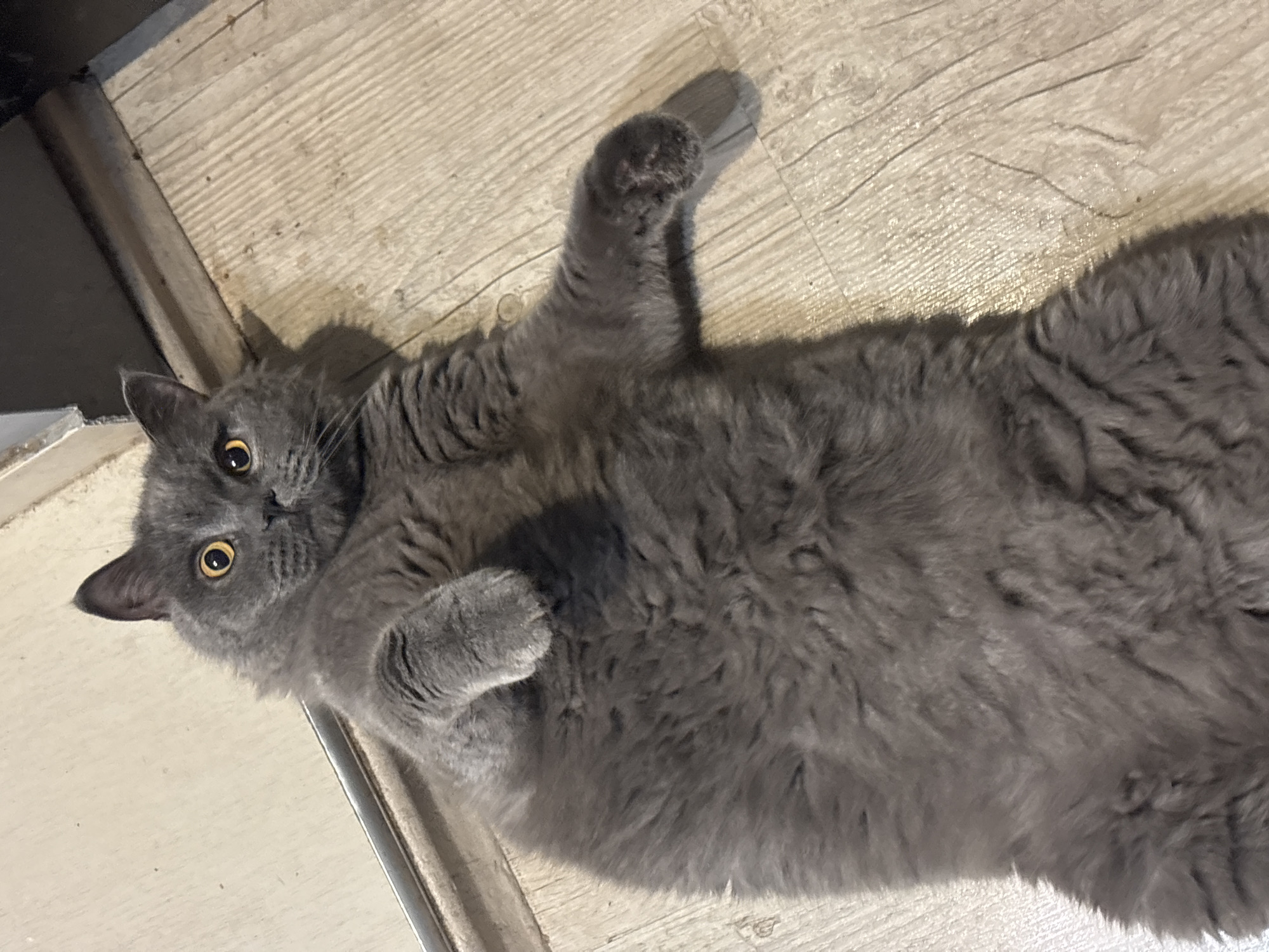 A fluffy, grey cat with yellow eyes is lying on its back on a light wooden floor. The cat is facing the camera with one paw raised. The location is unknown, and there is no indication that the photo was taken in Sofia, Bulgaria. There are no people in the image.