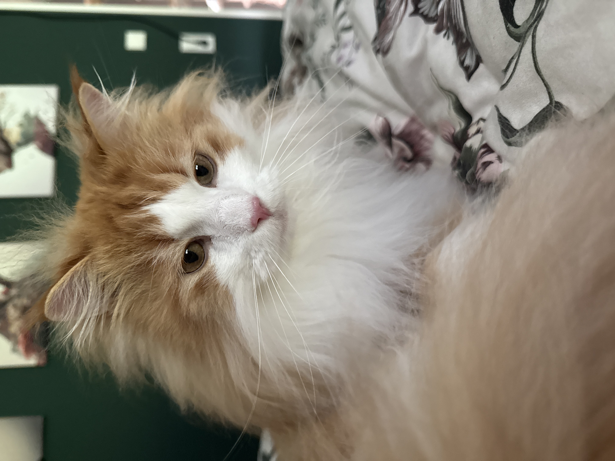 An orange and white long-haired cat is lying on a floral-patterned comforter. The cat is facing slightly to the right, with its head tilted down. Its eyes are open and looking forward. The cat's fur is fluffy and appears to be well-groomed. The comforter has a pattern of dark red and green flowers on a white background. The background of the image is a blurred green wall with some framed pictures. The scene appears to be indoors.