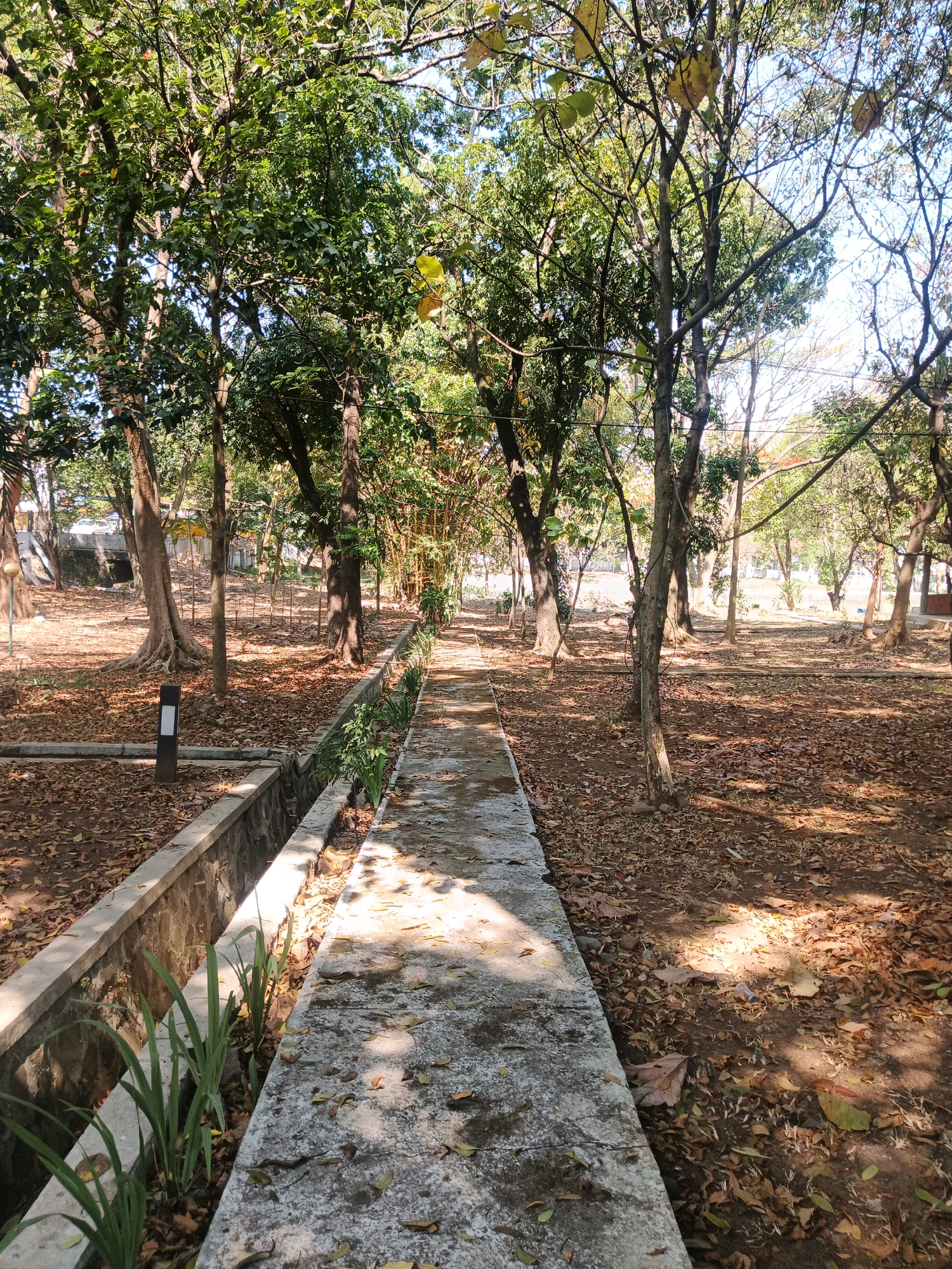 The image depicts a pathway in a park-like setting, possibly in the city of Bandung, Indonesia, characterized by numerous trees casting shadows on the ground. The pathway, made of concrete, is partially covered with fallen leaves. To the left of the path, a concrete planter box with stone lining contains a few green plants. Beyond the planter, there are more trees with visible roots, and some artificial lighting fixtures. The ground is extensively covered with dry, brown leaves, indicating an autumn or dry season. In the background, more trees and some structures are visible, including bamboo. The sky is clear and blue, suggesting a sunny day. There are no people present in the image.