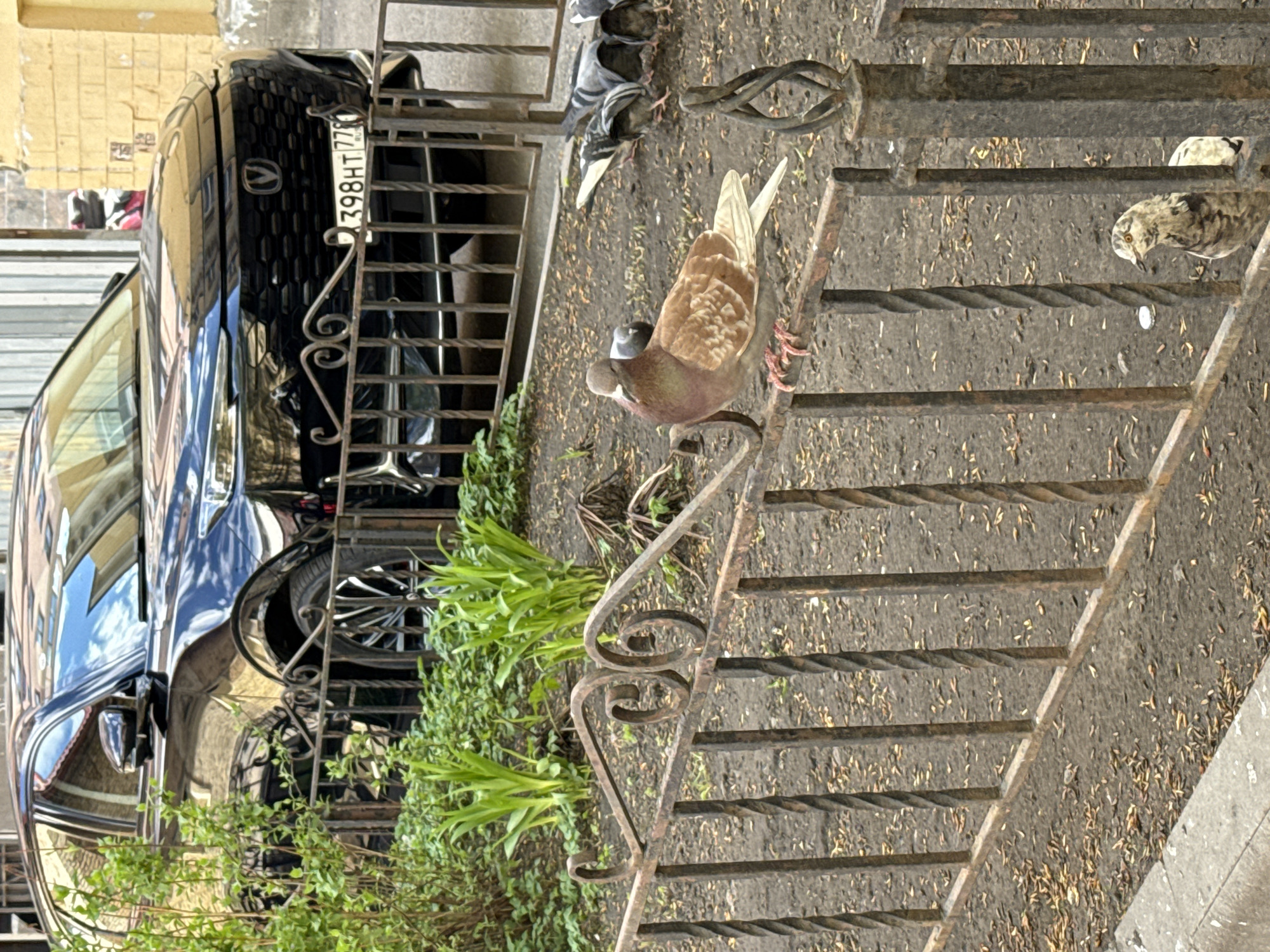 A medium shot depicts a pigeon perched on the metal railing of a staircase in Saint Petersburg, Russia. The pigeon has brown and grey plumage. Another pigeon stands on the staircase to the right of the railing. In the background, there is a black car parked. The car's license plate reads "398HT77". Lush green plants grow between the railing and the car. The staircase is made of concrete and metal.