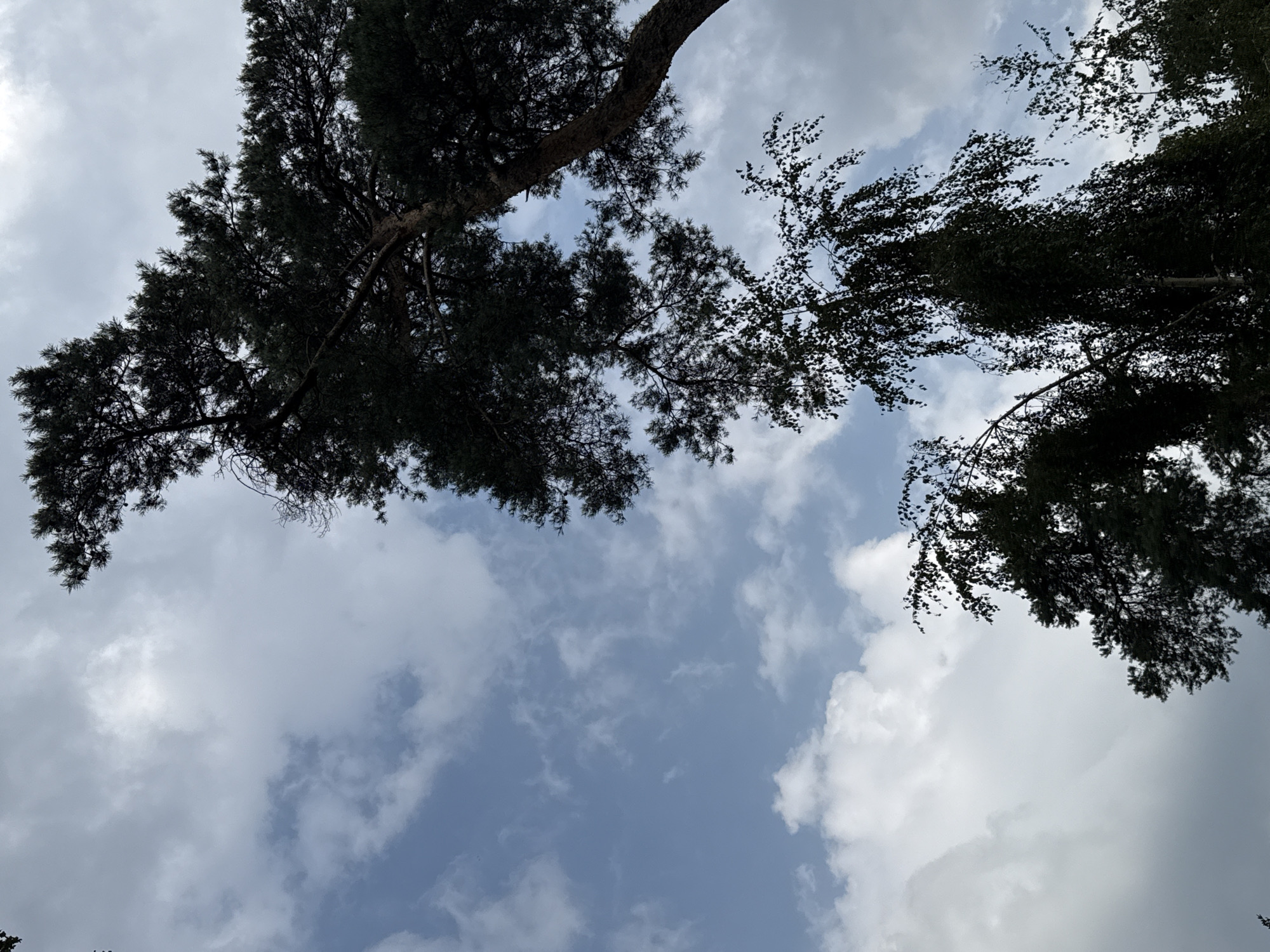 A low-angle shot captures a view of the sky through the silhouettes of trees in Dorsten, Germany. The sky is a mix of blue and white, with scattered clouds. A large pine tree dominates the upper right of the frame, its dark branches and needles silhouetted against the sky. In the lower part of the image, the dark foliage of other trees is visible, creating a canopy effect. The overall impression is one of nature asserting itself against a partly overcast sky, with the urban context of Dorsten hinted at by the presence of trees which are likely within a park or residential area.