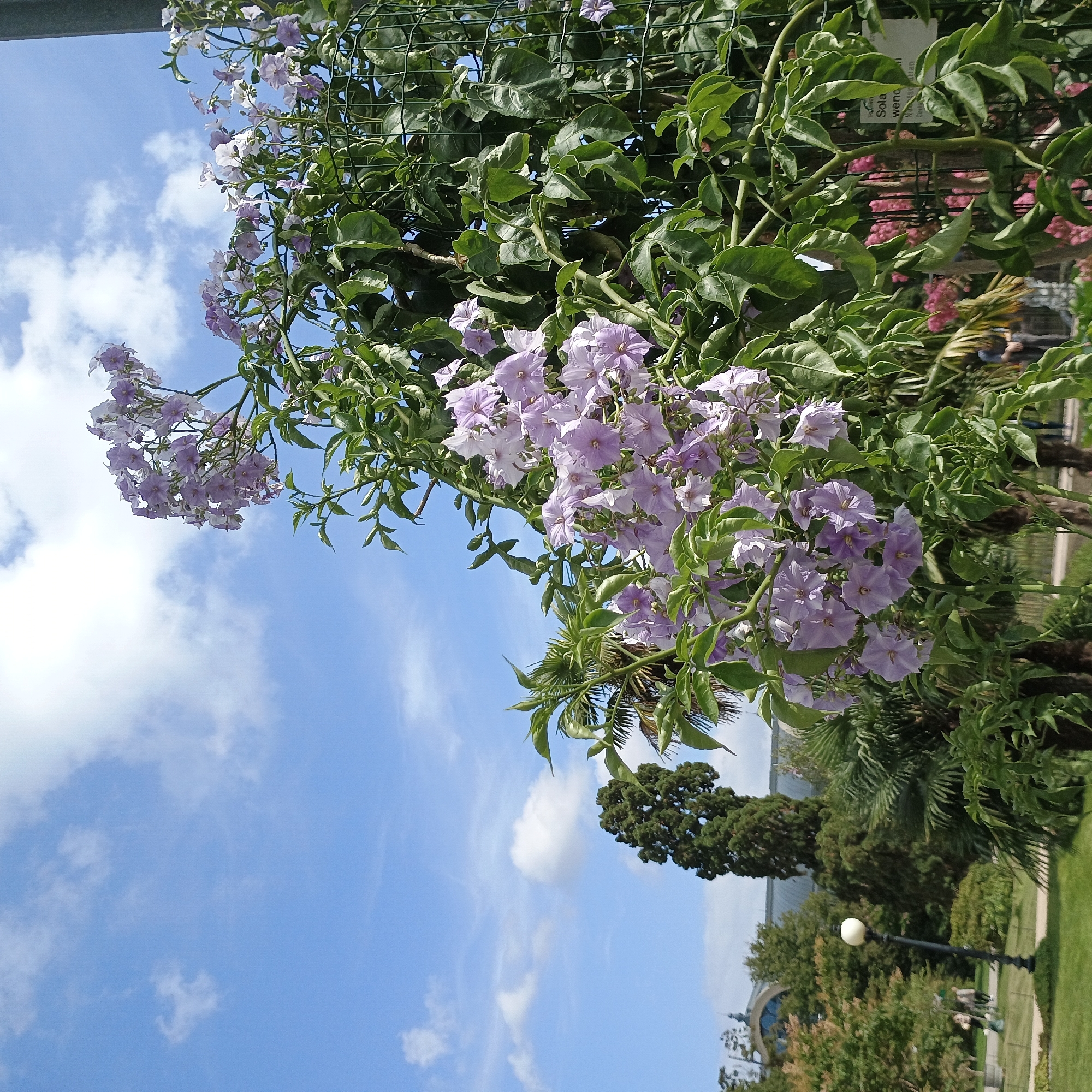The image depicts a vibrant scene featuring a lush plant with clusters of pale purple flowers, set against a bright blue sky dotted with white clouds. The plant is growing against a green wire mesh fence. In the background, the distinctive architecture of the Cologne Cathedral is partially visible, with its iconic spires and Gothic style. There are also trees and greenery, suggesting a park or garden setting within the city of Cologne, Germany. The overall impression is one of a pleasant, sunny day in a well-maintained outdoor space.