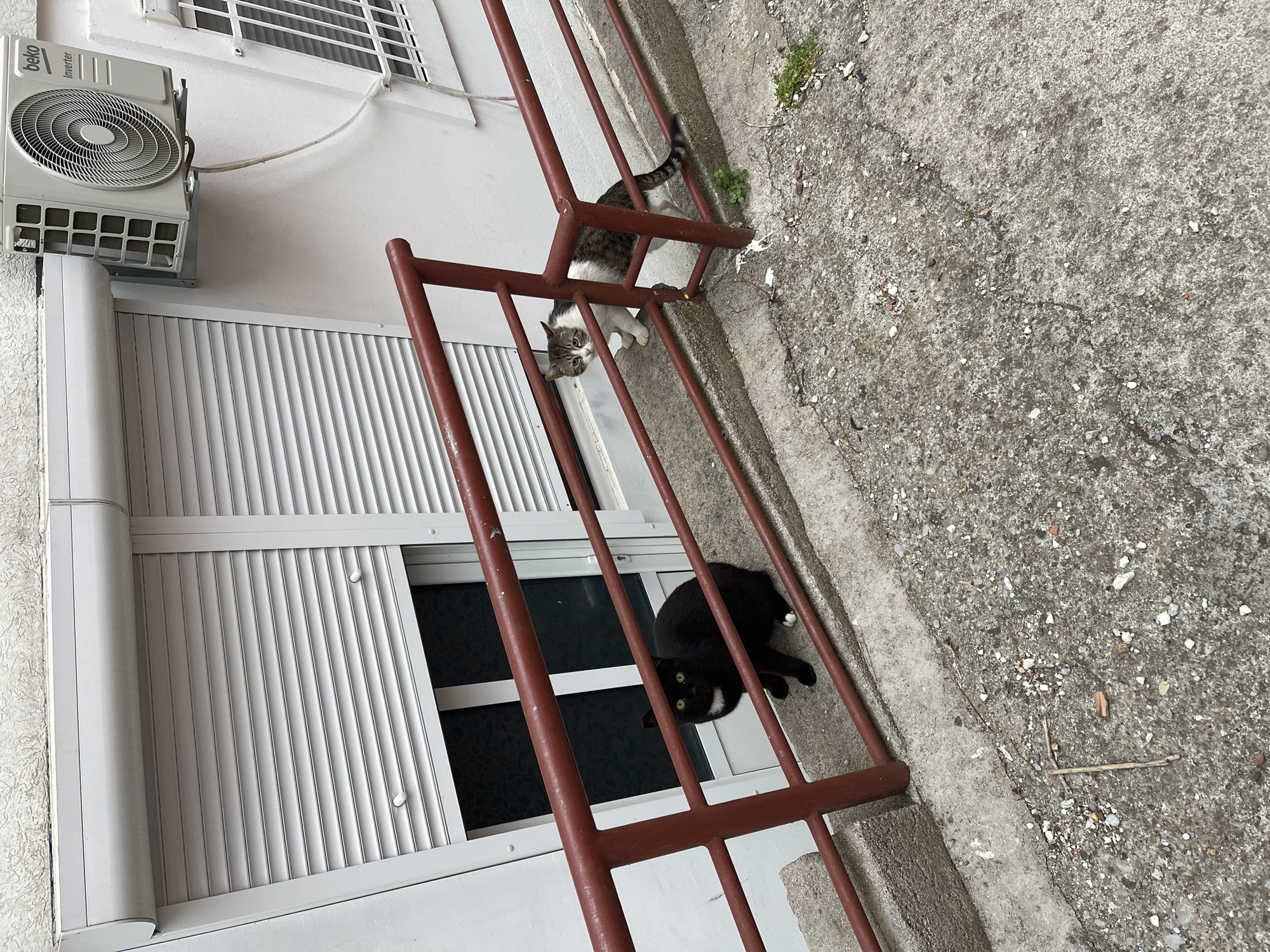 A slightly angled, outdoor shot depicts three cats near a building in Budva, Montenegro. A striped cat appears to be exiting a dark-red railing. A black cat with white markings is lying between the railings, looking at the camera. Above and behind them, another cat peers down from the railing, its gaze also directed towards the camera. The building features white exterior walls, white window shutters, and an air conditioning unit. The ground is concrete with a slightly rough texture.