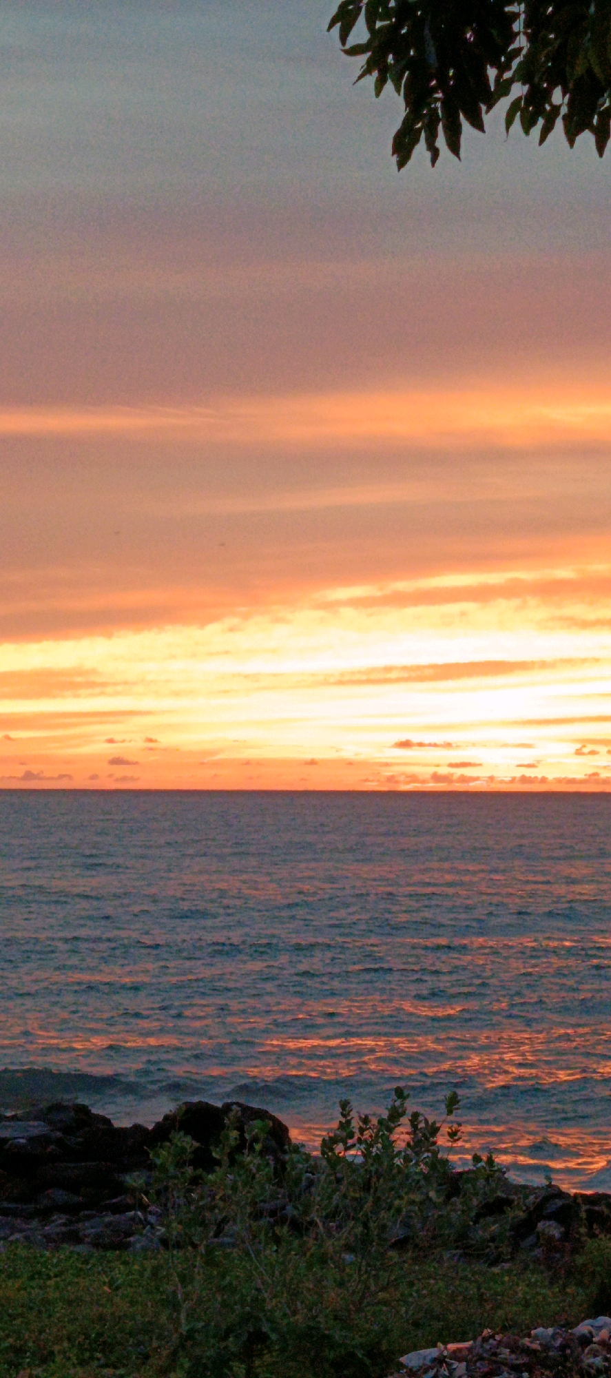 This is a vertical, close-up shot of a serene sunset over the ocean in Naga Umbang, Indonesia. The sky transitions from a soft, pale blue at the top to vibrant bands of orange and yellow as it nears the horizon. Wispy clouds are scattered across the sky, catching the warm hues of the setting sun. In the upper right corner, a cluster of dark green leaves hangs into the frame, framing the sky.
Below the sky, the ocean stretches across the middle of the image. The water is a deep blue, with subtle ripples and reflections of the sunset colors, appearing as streaks of orange and pink on the surface. The horizon line is sharp and clear, separating the sky from the sea.
The foreground is dominated by a rocky shoreline and vegetation. Dark, rough-textured rocks form a jagged edge along the water. In front of the rocks, several green plants with small leaves are growing, adding texture and a touch of life to the scene. The overall impression is one of tranquility and natural beauty.