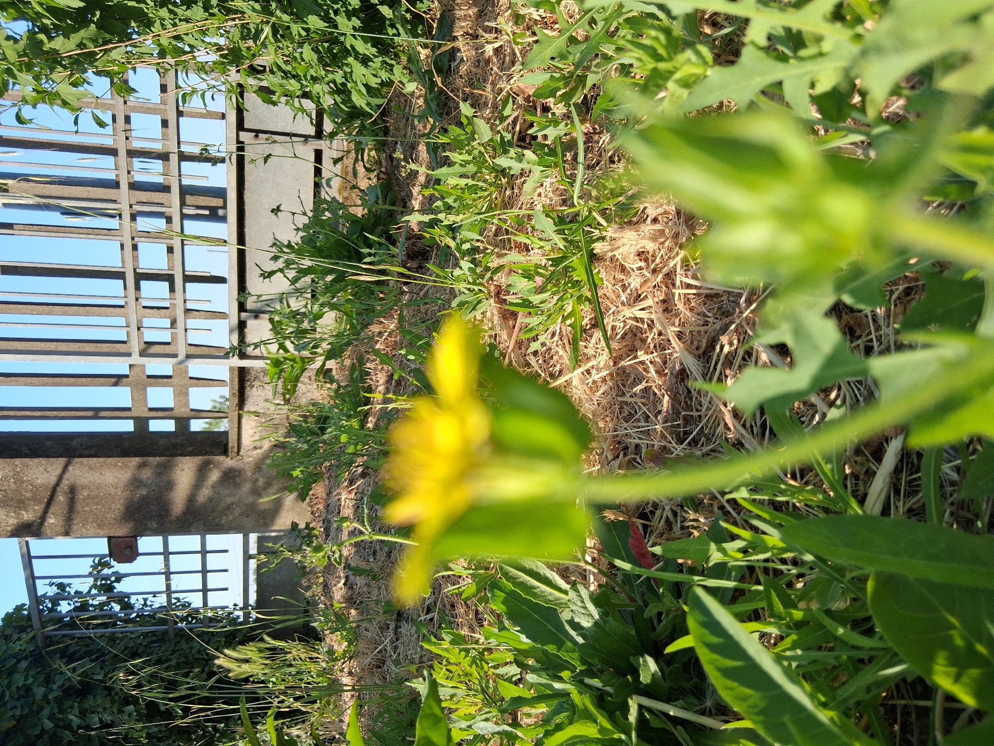 A low-angle, close-up shot captures a yellow dandelion in focus, its petals slightly blurred, in the foreground. The dandelion is surrounded by green foliage and dry straw. In the background, a metal gate with vertical bars and square openings stands against a bright blue sky. A stone pillar, partially in shadow, is positioned to the left of the gate. Lush green ivy climbs on the left side of the gate and the stone pillar. The overall scene suggests an outdoor setting, likely a garden or yard, in Colorno, Italy. No people or specific actions are depicted.