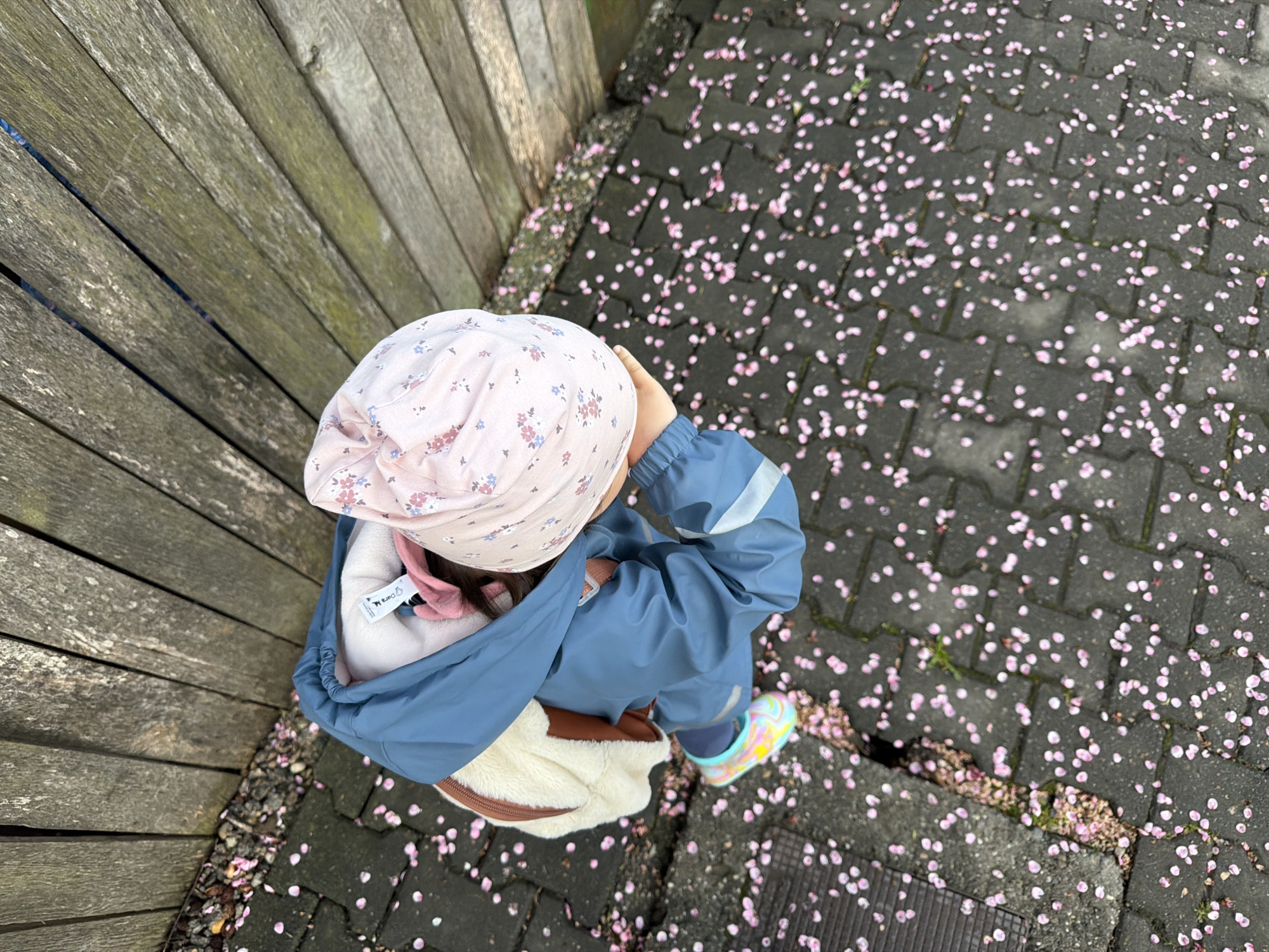 An overhead photograph captures a young child from behind, standing outdoors in Târgu Mureș, Romania. The child is wearing a light pink bonnet with a delicate floral pattern of blue and reddish-brown blossoms, a blue waterproof jacket or overall with a light reflective stripe on the left arm, and colorful, possibly tie-dye, shoes with shades of yellow, blue, and pink. A cream-colored, fuzzy bag or attached garment with a brown strap rests on the child's back. A white tag is visible on the inner lining of their clothing, displaying the text "Dara M."
The child stands on a dark grey paved surface composed of interlocking bricks, which is generously scattered with numerous small, light pink petals, suggesting fallen cherry blossoms. To the left, a weathered wooden fence with vertical planks forms a barrier. A narrow strip of dark gravel and soil, also covered in petals and sparse green growth, lies between the fence and the paved ground. The child's hands are raised towards their head, appearing to adjust their hat or observe something on the ground. The scene is brightly lit by natural light, indicative of daytime during spring.