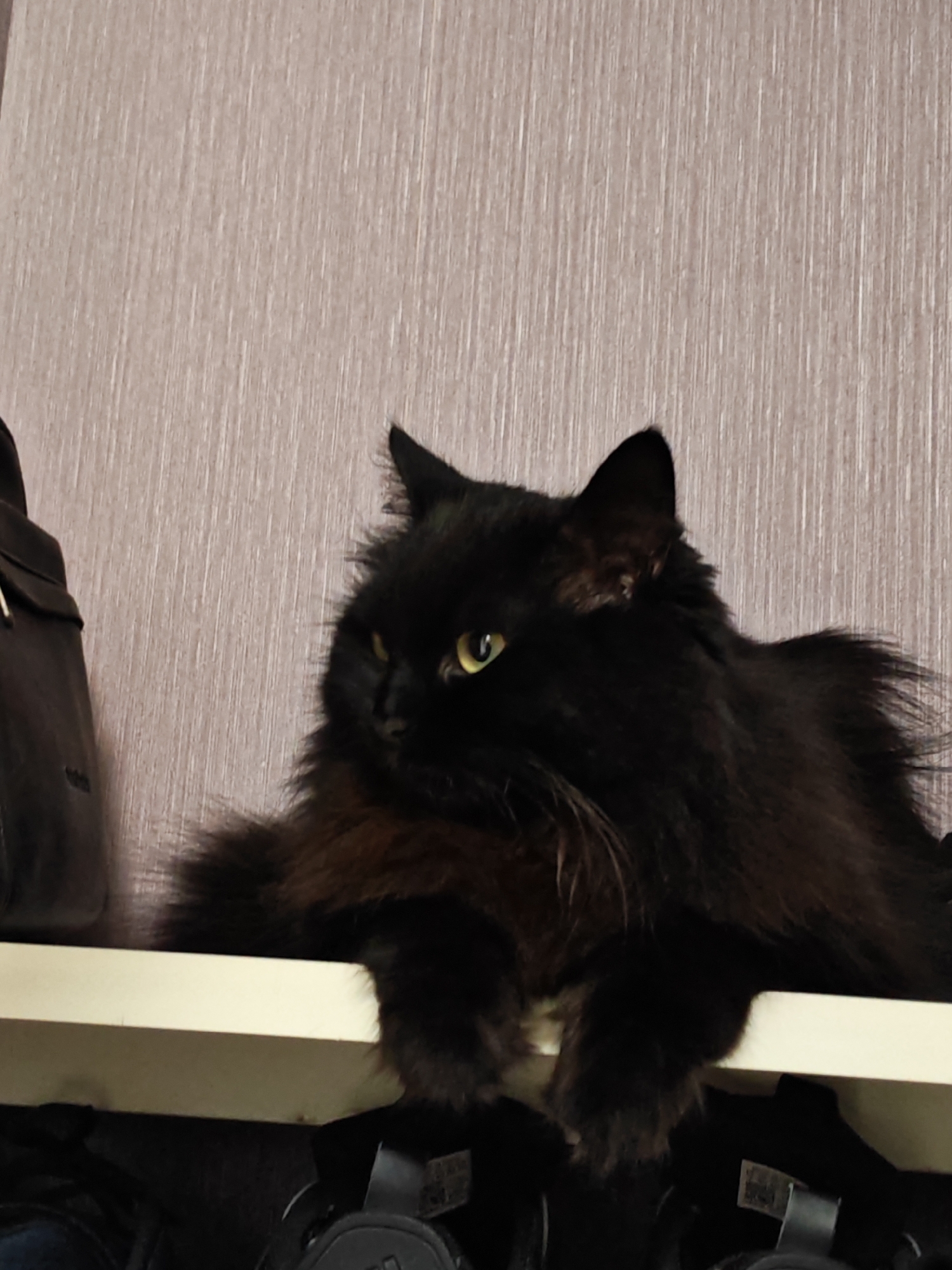 A long-haired black cat with yellow eyes is perched on a shelf. To the left of the cat, a portion of a dark leather bag is visible. The background is a textured, light-colored wall. The shelf appears to be made of a light-colored wood or laminate and is positioned above a dark surface that is out of focus but appears to be holding items like shoes.