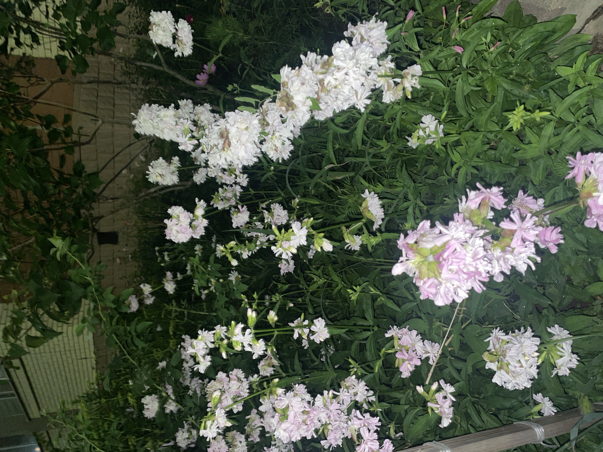 This image depicts a dense cluster of white and pink flowers with green foliage. The flowers are in bloom and appear to be a mix of varieties, some with multiple petals and others with more delicate, clustered blooms. The background is dark and indistinct, suggesting it may be evening or night. A portion of a brick building is visible in the upper left corner, and a wooden post is present on the left side of the frame. The overall scene is that of a garden or natural setting. The image was taken in the city of Krasnogorsk, Russia.