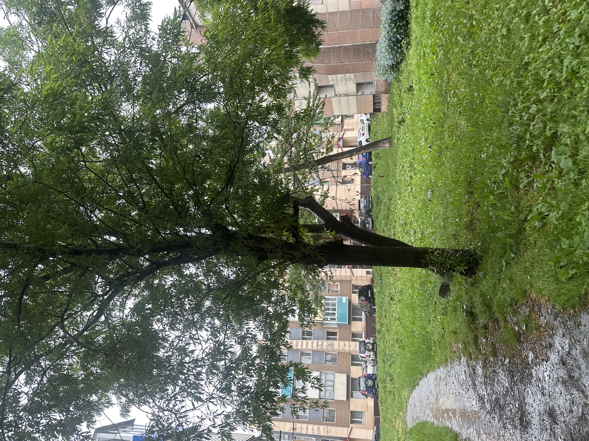 The image depicts a residential area in Petropavlovsk-Kamchatsky, Russia, on a cloudy day, possibly after rain, as evidenced by the wet, gravelly path on the left and the damp appearance of the grass. A large tree with dense green foliage dominates the foreground, with its branches extending across the upper portion of the frame. In the background, several multi-story apartment buildings are visible, characterized by varied facade colors and architectural details, including balconies. Several cars, including SUVs and sedans, are parked in front of the buildings on a paved area. The ground is covered in lush green grass, with some patches of weeds and fallen leaves. The overall scene is that of a typical urban courtyard in a northern climate, characterized by functional residential architecture and abundant greenery.