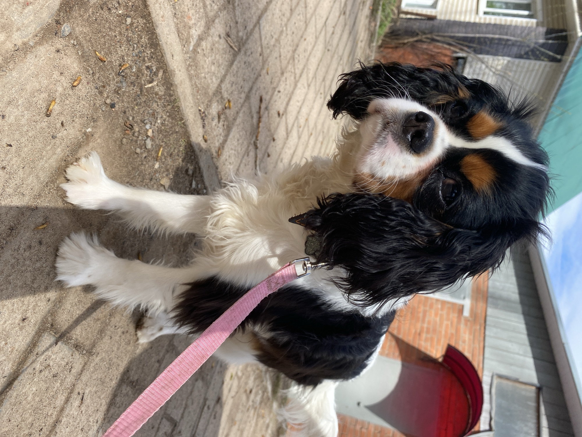 A tri-color Cavalier King Charles Spaniel sits on a sidewalk. The dog is predominantly white, black, and tan. The dog is wearing a pink leash. The background includes a building with a red awning and grey siding. The location appears to be urban. There is evidence the image was taken in the city of Votkinsk, Russia.
