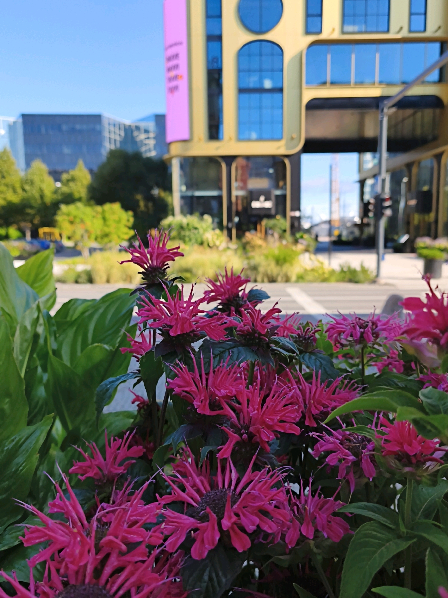 The image shows a close-up of bright pink Monarda flowers in the foreground, with a blurred urban background. The background features modern architecture in yellow and blue tones, reminiscent of buildings in the Rotermann Quarter in Tallinn, Estonia. The sky is clear and blue. The flowers are in sharp focus, with their intricate petals and dark green leaves clearly visible. The urban scene behind is out of focus, with a street, crosswalk, traffic lights, and other buildings suggesting a bustling city environment. There are no people or animals visible in the image. The overall impression is one of nature juxtaposed with urban development.