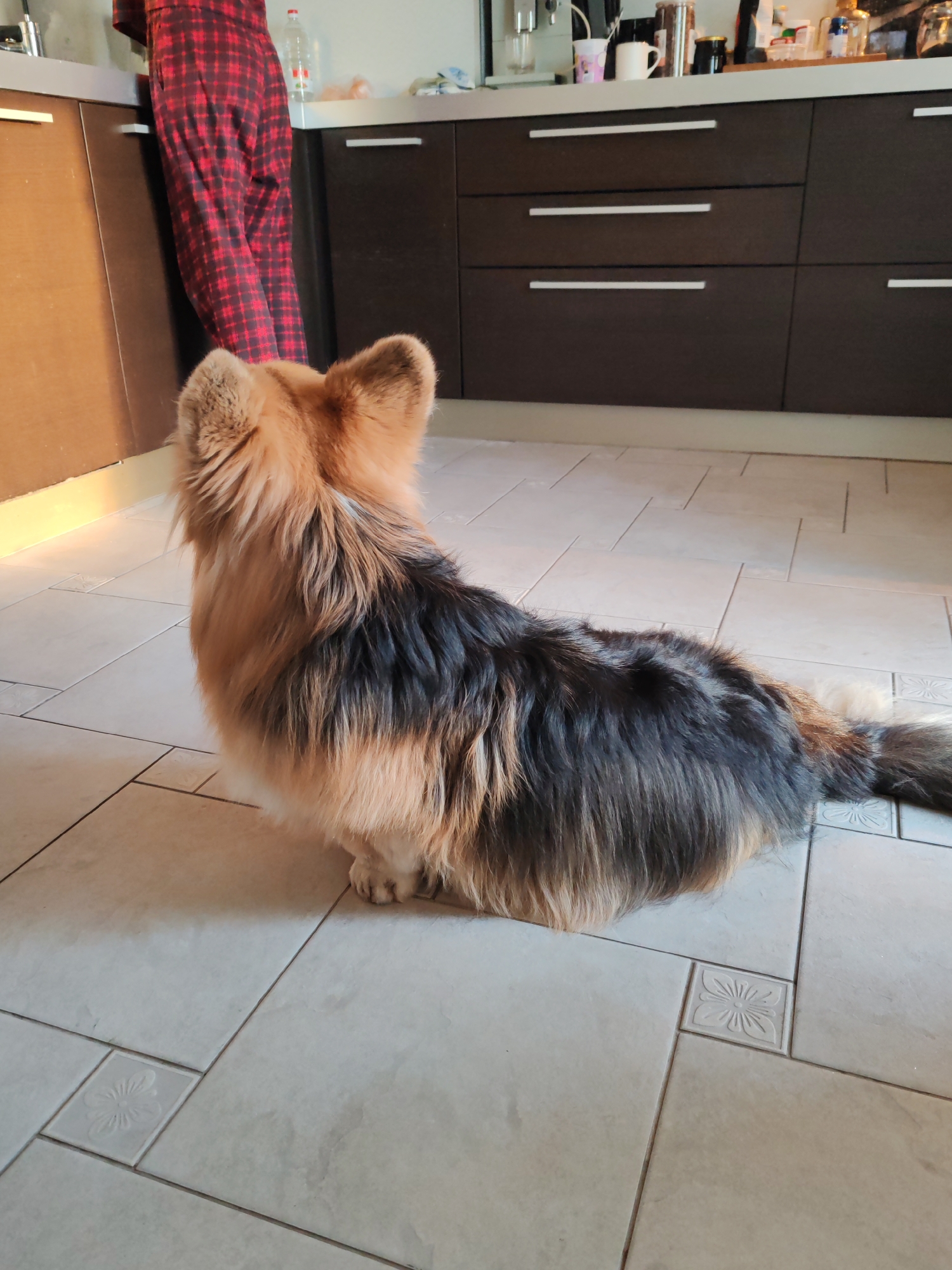 A medium-sized, long-haired dog with tan and black fur is sitting on a tiled floor in what appears to be a kitchen. The dog is facing away from the camera, with its tail extending towards the right side of the frame. In the background, there are dark brown kitchen cabinets with white handles. On the countertop, various objects are visible, including mugs, containers, and bottles. A person wearing red and black plaid pants is standing to the left of the dog, near a section of the kitchen counter. The floor tiles are light-colored with a subtle floral pattern. There is nothing in the image to indicate this image was taken in the city of Saint Petersburg, Russia.