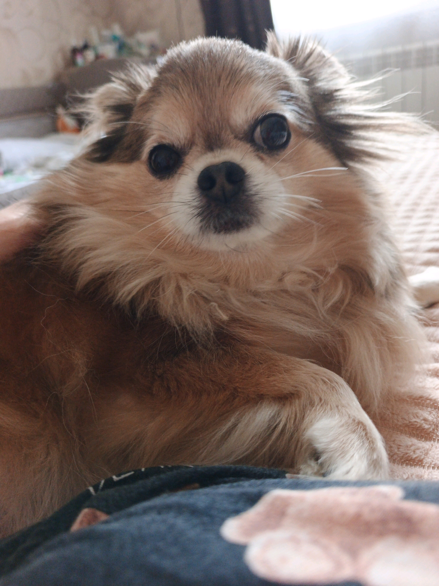 A close-up, vertical, eye-level shot shows a long-haired chihuahua dog lying down indoors on a pink, textured blanket. The dog is facing the camera, with its head tilted slightly to the left. Its fur is a mix of light brown and tan, with some darker markings around its eyes and ears. The dog's eyes are dark brown and appear large and expressive. Its nose is black and its mouth is closed. The dog's front paws are resting on its chest. In the foreground, a dark blue blanket with a blurred pattern of pink paw prints is visible. The background is out of focus, but appears to be a room with a light-colored wall and some objects on a surface. There is no specific information to suggest the location is Zlatoust, Russia.