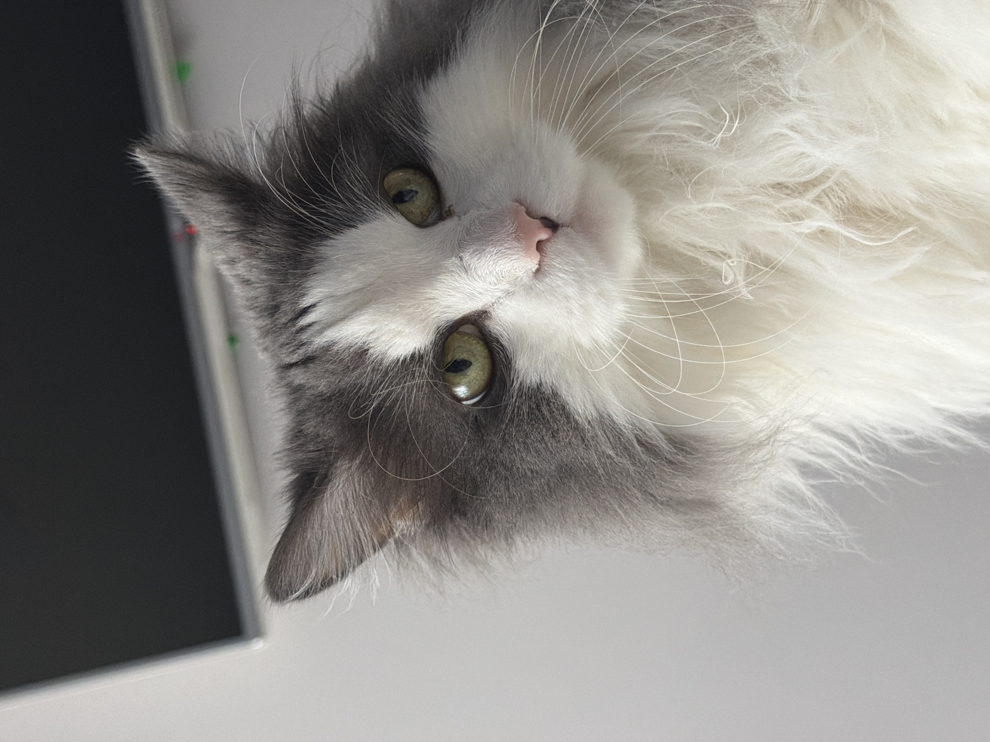 A close-up, tilted shot features a fluffy, gray and white cat with green eyes and a pink nose. The cat is positioned at an angle, with its head tilted to the left. A black rectangular shape with a light gray border is visible in the upper left corner, likely a monitor or screen. The background is a plain light gray surface. No people or specific location indicators such as street signs or landmarks are apparent. The image focuses on the cat's features and fur texture. The location in Chaikovsky, Russia is not discernible from the provided image.
