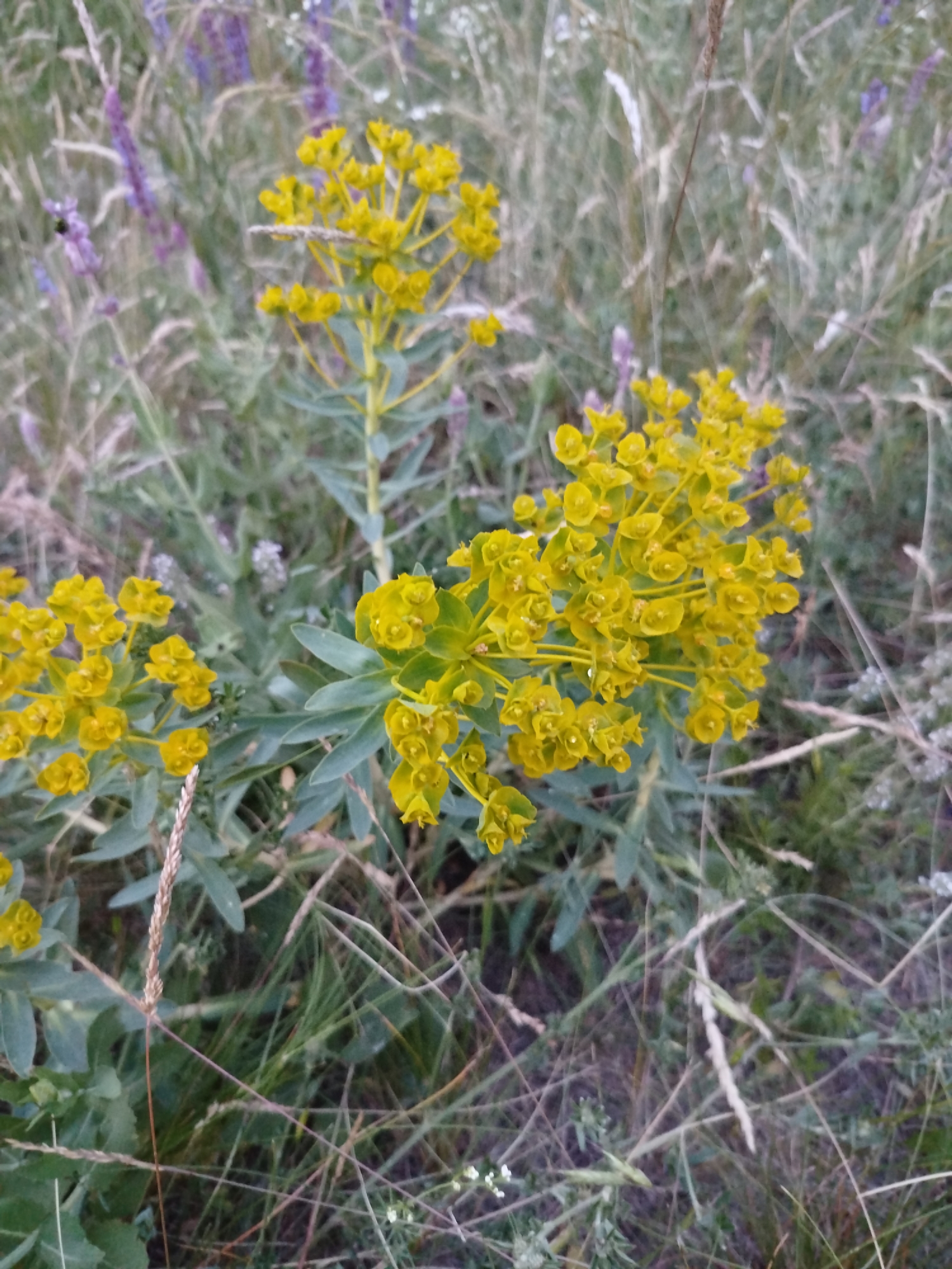 The image depicts a close-up outdoor scene in Ustyvytsia, Ukraine, featuring a dense arrangement of flora. The primary subjects are three prominent clusters of bright yellow flowers, consistent with a *Euphorbia* (spurge) species. These plants exhibit numerous small, cup-shaped yellow bracts forming dense inflorescences, supported by upright stems with elongated, bluish-green leaves.
The foreground and background are filled with a mixture of dry, light brown grasses with visible seed heads, intermingled with various green foliage. In the upper left quadrant of the background, vertical spikes of small purple flowers are partially visible, obscured by the grasses. Scattered small white flowers are faintly discernible in the lower right background. No people, animals, or artificial structures are present. The lighting is soft and diffused, indicating an overcast condition or ambient daylight.