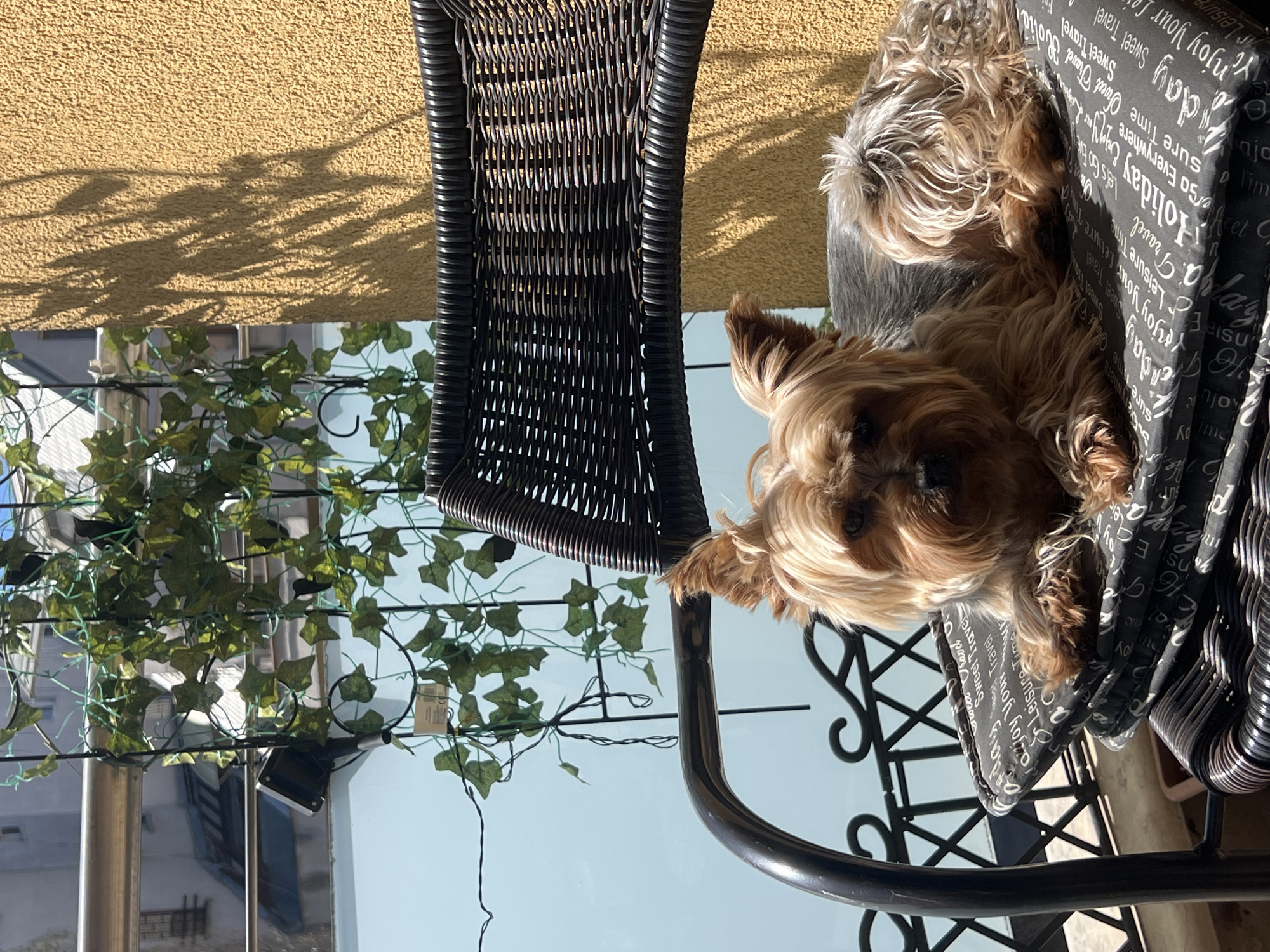 A brown and tan Yorkshire terrier sits on a black wicker chair with a patterned cushion that says "Holiday," "Leisure Time," and "Sweet Travel." The chair is on a balcony with a view of a bright, sunny day. A brown wall is behind the chair, and green vines hang from the balcony railing. The city of Sofia, Bulgaria, cannot be confirmed from this image alone.
