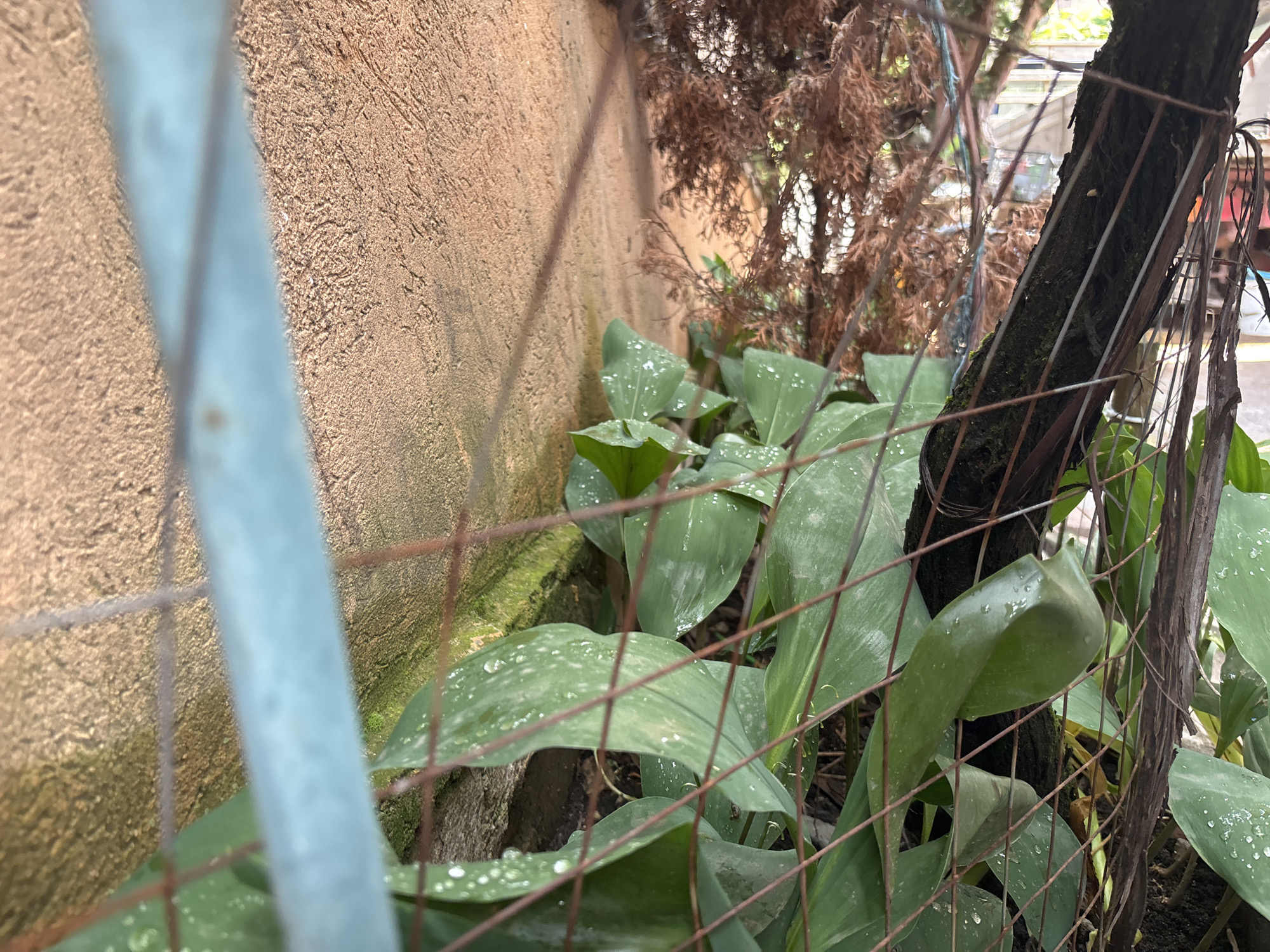 The image captures an outdoor scene, likely a narrow garden space adjacent to a wall. In the immediate foreground, a rusty wire fence creates a prominent grid pattern that extends across the frame. To the far left, a blurry, out-of-focus light blue object, possibly a pipe or railing, runs vertically.
Behind the fence, several large, broad-leafed green plants are the main subjects. Many of their leaves are covered with numerous small, clear water droplets, indicating recent rain or watering. These plants appear healthy and vibrant. Further back and to the right, a dark, textured tree trunk stands, partially obscured by the fence and foliage. Beyond this, an area of dried, brown, and more sparse foliage is visible, suggesting a different type of plant or a dead shrub.
On the left side of the image, a light brown or beige wall with a coarse, textured surface provides a backdrop for the plants. The wall runs vertically and recedes into the background.
The lighting suggests it is daytime, possibly an overcast day or a shaded location, as there are no harsh shadows. No people or animals are present, and no specific activity is occurring. The scene gives an impression of natural growth within a somewhat confined, man-made setting. There is no visible text in the image.