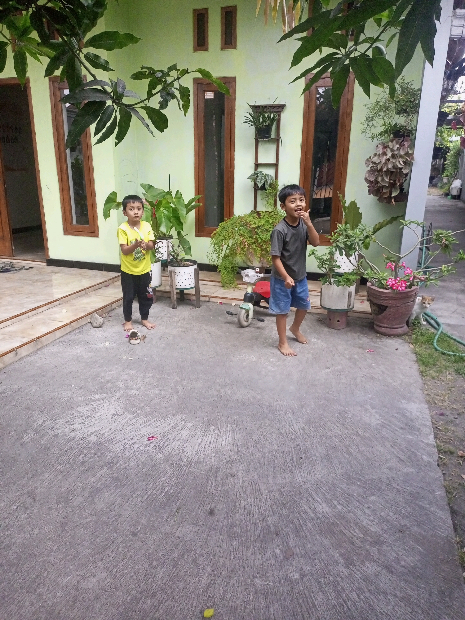 In Ngasem, Indonesia, an outdoor scene unfolds in front of a light green building with brown-framed windows. Two young boys are present. The boy on the left, wearing a yellow t-shirt and black pants, stands barefoot with his hands in front of him. The boy on the right, in a grey t-shirt and blue shorts, is also barefoot and has his finger near his mouth. A small red and white tricycle is positioned behind the boy in grey. In the background, a cat peeks out from behind a large brown pot containing pink flowers. Various potted plants and greenery are visible around the building and on a shelf. The ground is paved with a rough, grey concrete surface.