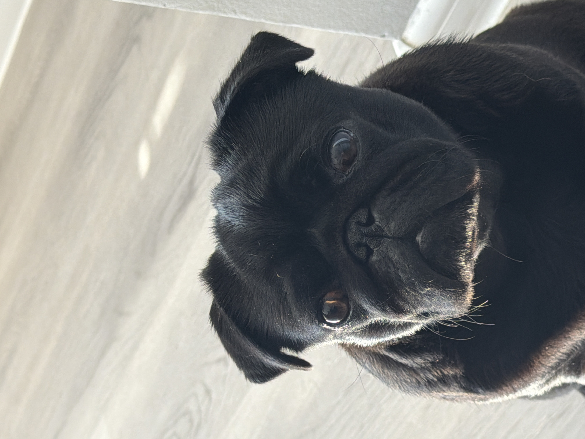A black pug dog is sitting on a light-colored wooden floor. The dog is facing forward and looking directly at the camera. The dog's face is wrinkled, and it has big, brown eyes. The background is blurred, but it appears to be a room with light-colored walls and baseboards. The image is taken from a high angle, looking down at the dog. There are no people visible in the image. The location in the city of Sirius, Russia is unknown.