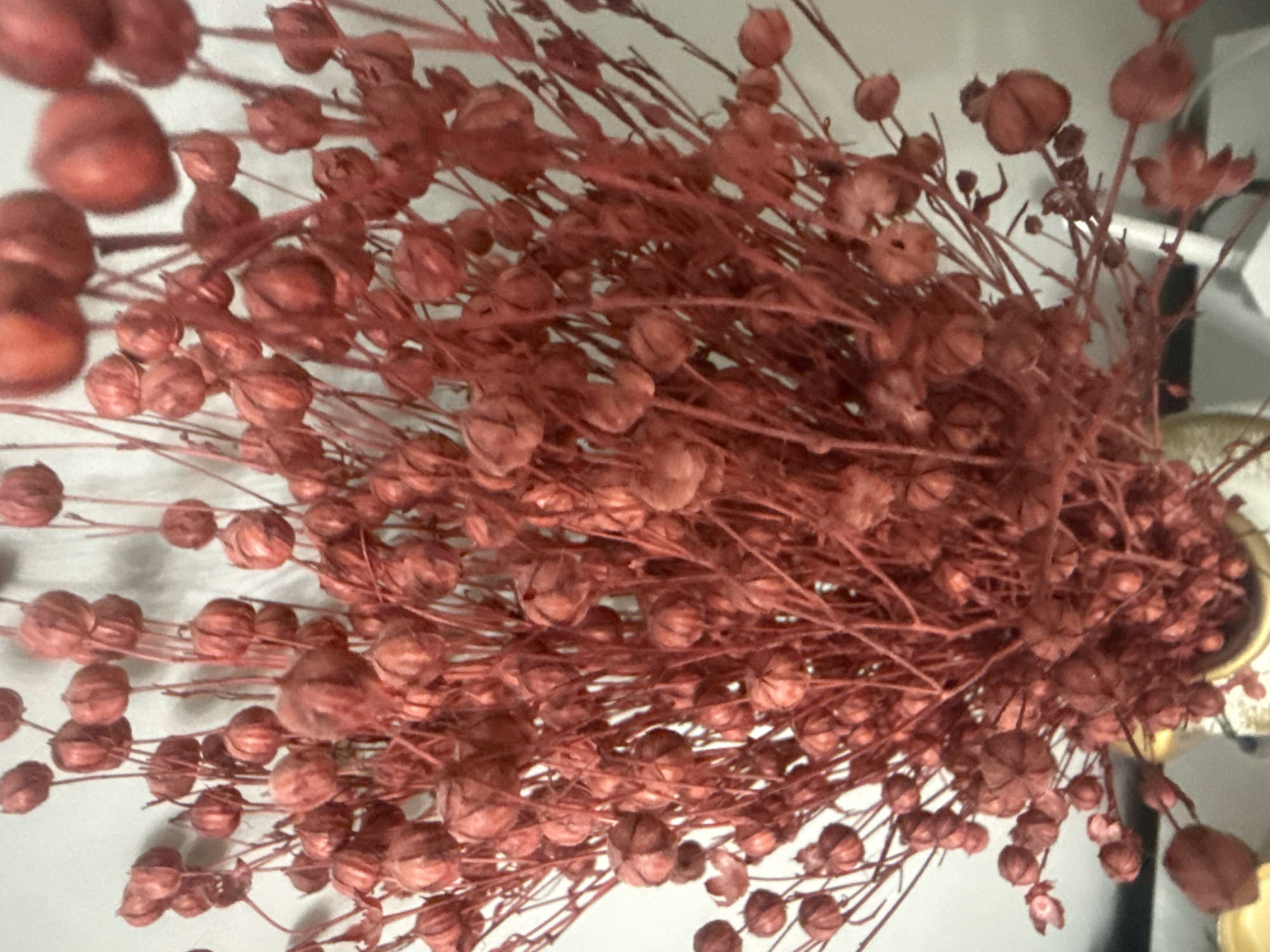 A close-up, slightly blurry image displays a dense arrangement of dried botanical material, likely seed pods or dried flowers. The plants are a uniform reddish-brown or terracotta color, suggesting they have been preserved or dyed. Numerous thin, branched stems bear small, roundish, and textured capsules, each showing a distinct segmented or ribbed surface characteristic of dried seed pods.
The arrangement appears to be held in a container, a small portion of which, possibly gold or brass-colored, is visible on the right side of the frame. The background is a plain, light-colored surface, likely a wall or table, indicating an indoor setting. The lighting is soft and diffused, creating a muted overall tone. There is no activity taking place; the image is a still life capturing a decorative item. No text is visible.