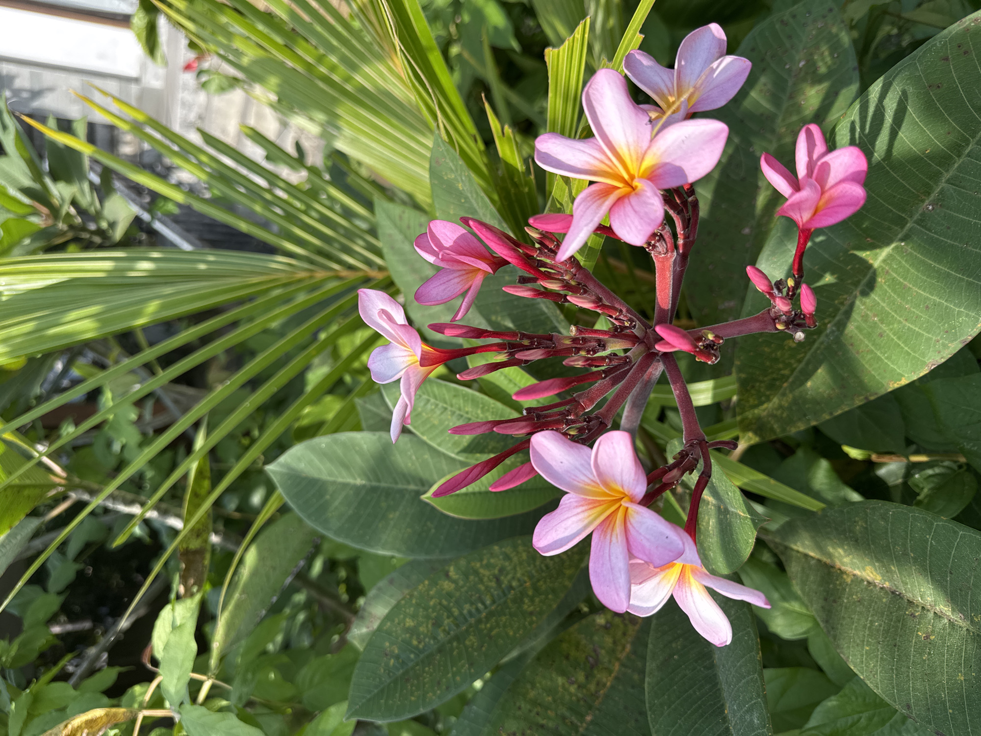 In North Kuta, Indonesia, a cluster of bright pink and yellow plumeria flowers bloom on a reddish stem, surrounded by lush green foliage. The blossoms, with their distinct five-petal structure and vibrant hues, are the focal point of the image, catching the warm sunlight. The leaves are broad and dark green, some showing slight signs of yellowing or spotting. In the background, thin, reedy fronds of a palm tree are visible, along with a hint of a building's gray concrete wall and window. The scene is set outdoors, suggesting a garden or natural setting.