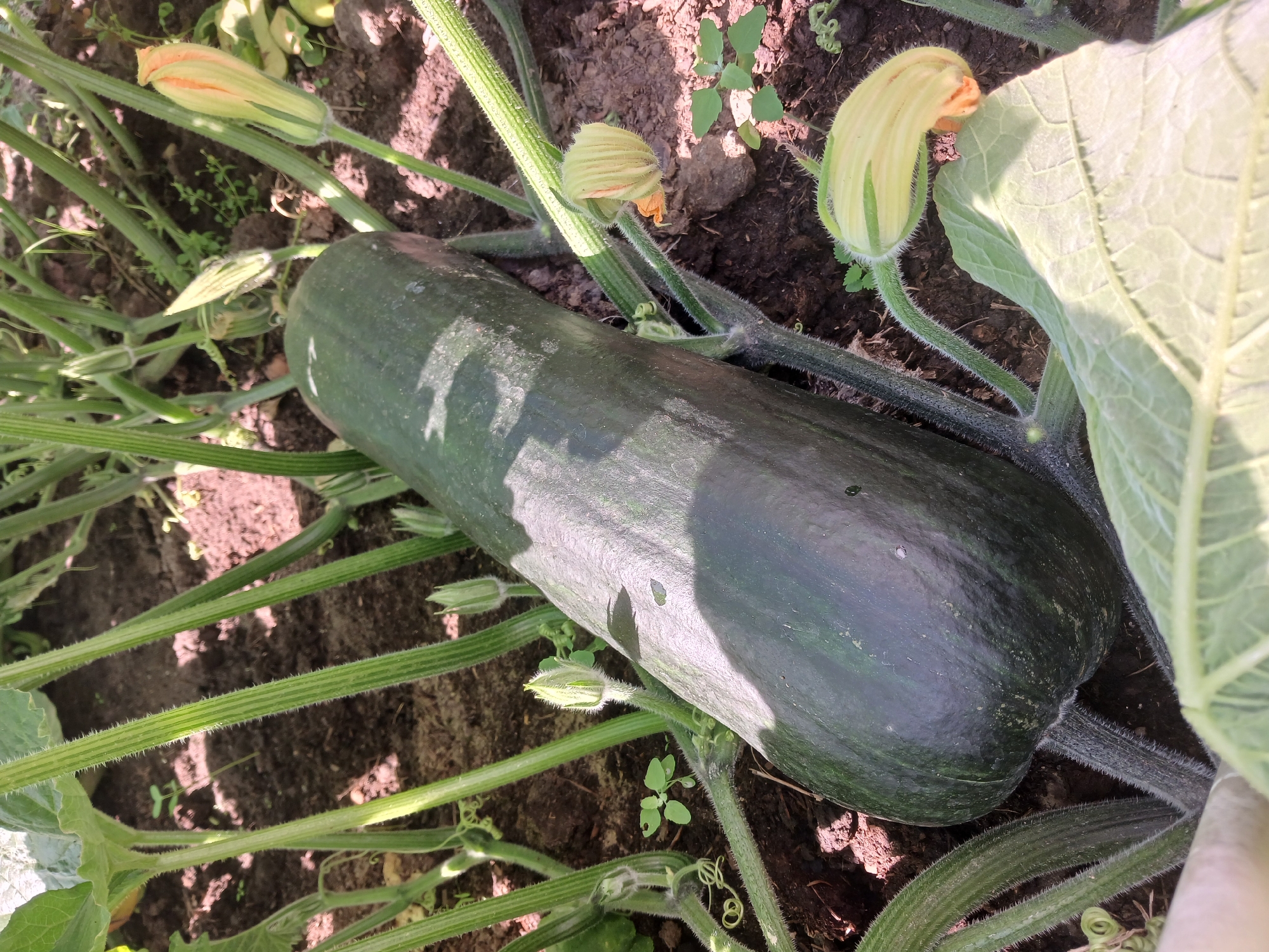 The image shows a long, dark green zucchini growing on a vine. Several yellow zucchini flowers are also visible, some in bud and one partially open. The zucchini and vine are growing in dark soil, with some sunlight filtering through the leaves, creating shadows. The environment appears to be an outdoor garden. The location is identified as Vasilyevo, Russia.