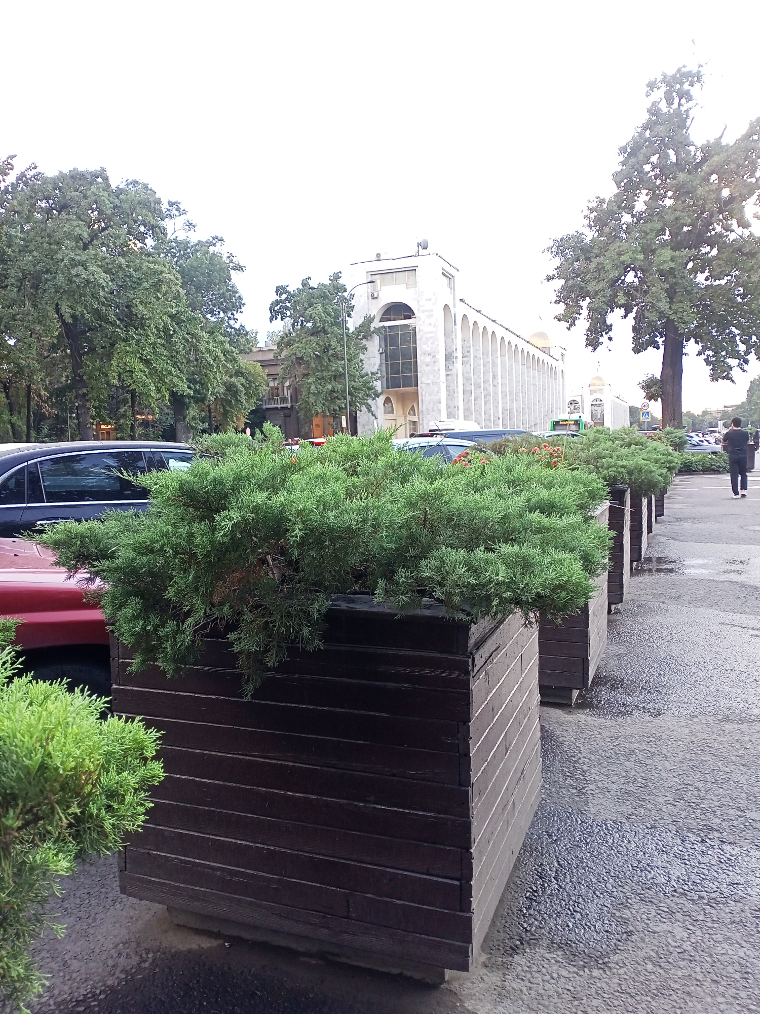The image shows an outdoor scene in Bishkek, Kyrgyzstan, with a row of dark wooden planters filled with dense green foliage lining a paved walkway. A person in black clothing is walking away from the camera on the right side of the image. In the background, there are cars, trees, and a large, white building with arched windows and a row of columns. The sky is overcast, and the ground appears wet, suggesting it may have recently rained.