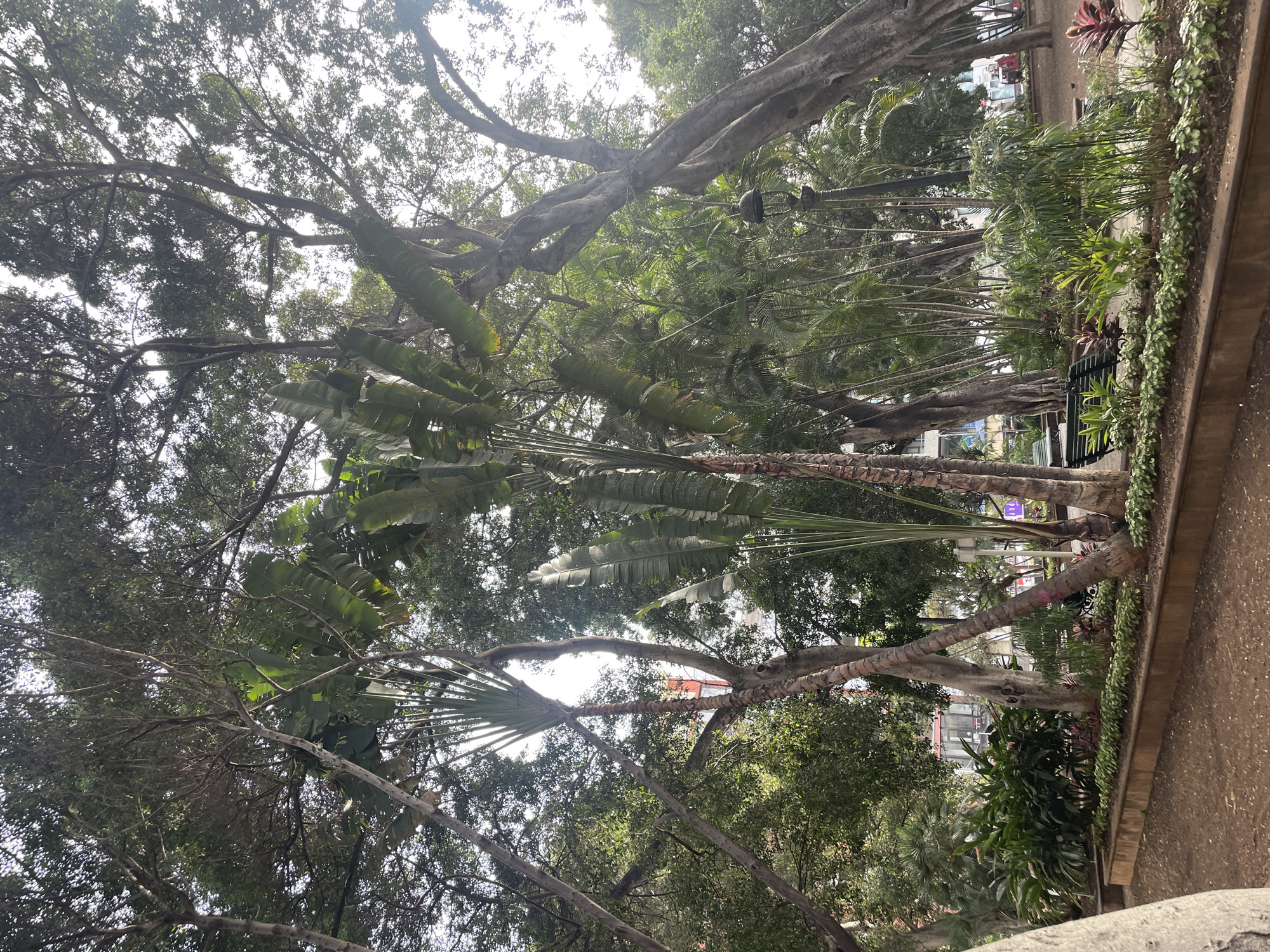 The image captures a park scene in Santa Cruz De Tenerife, Spain. Tall, mature trees with thick branches dominate the view, their foliage creating a dense canopy overhead. Several palm trees with large, fan-shaped leaves are interspersed among the other trees. Below the trees, a garden bed is visible, containing various plants and greenery. In the background, glimpses of urban buildings and street elements suggest a location within a city park setting. The overall impression is that of a lush, green space providing respite within an urban environment.